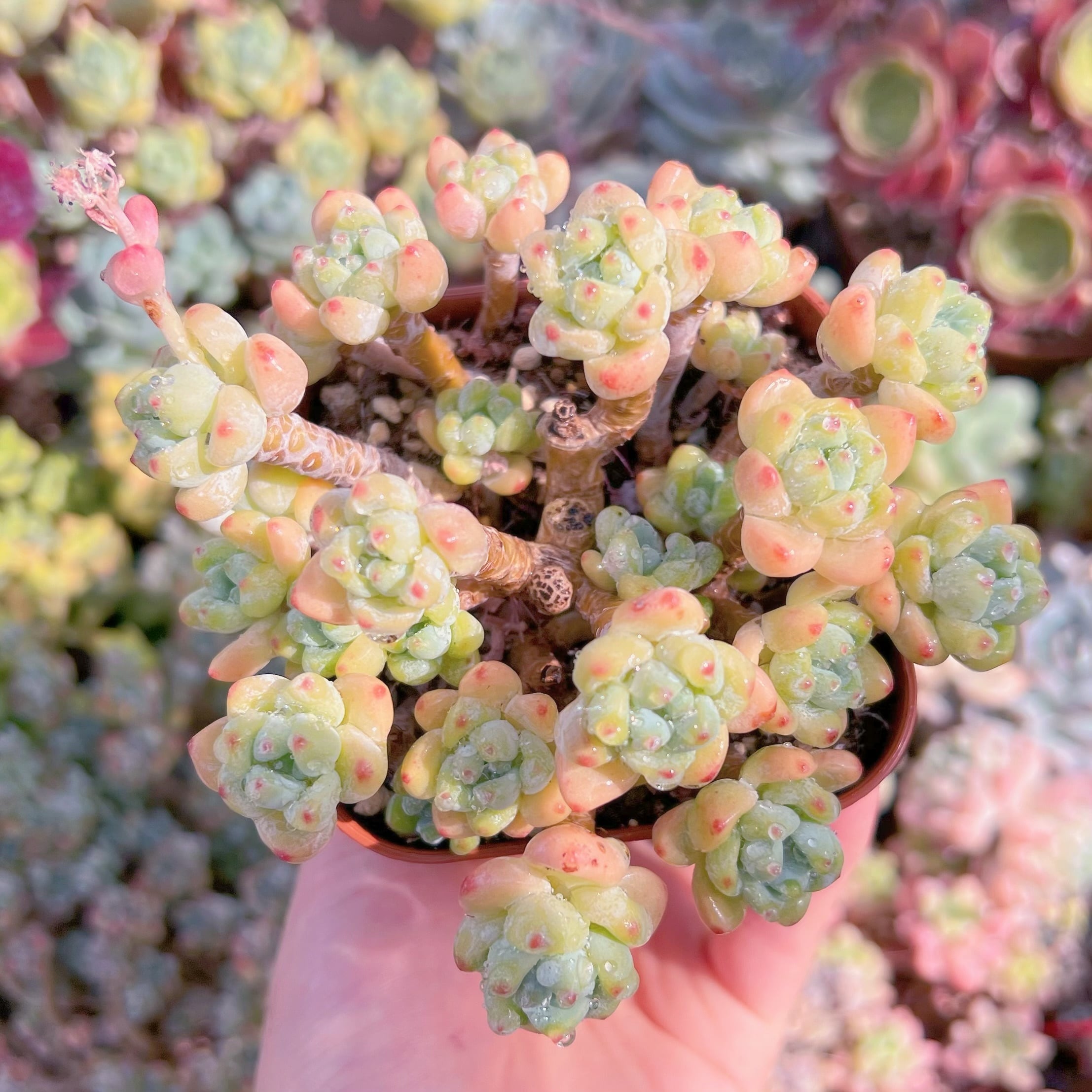 現品　ピンクラウル#A14　るる農園