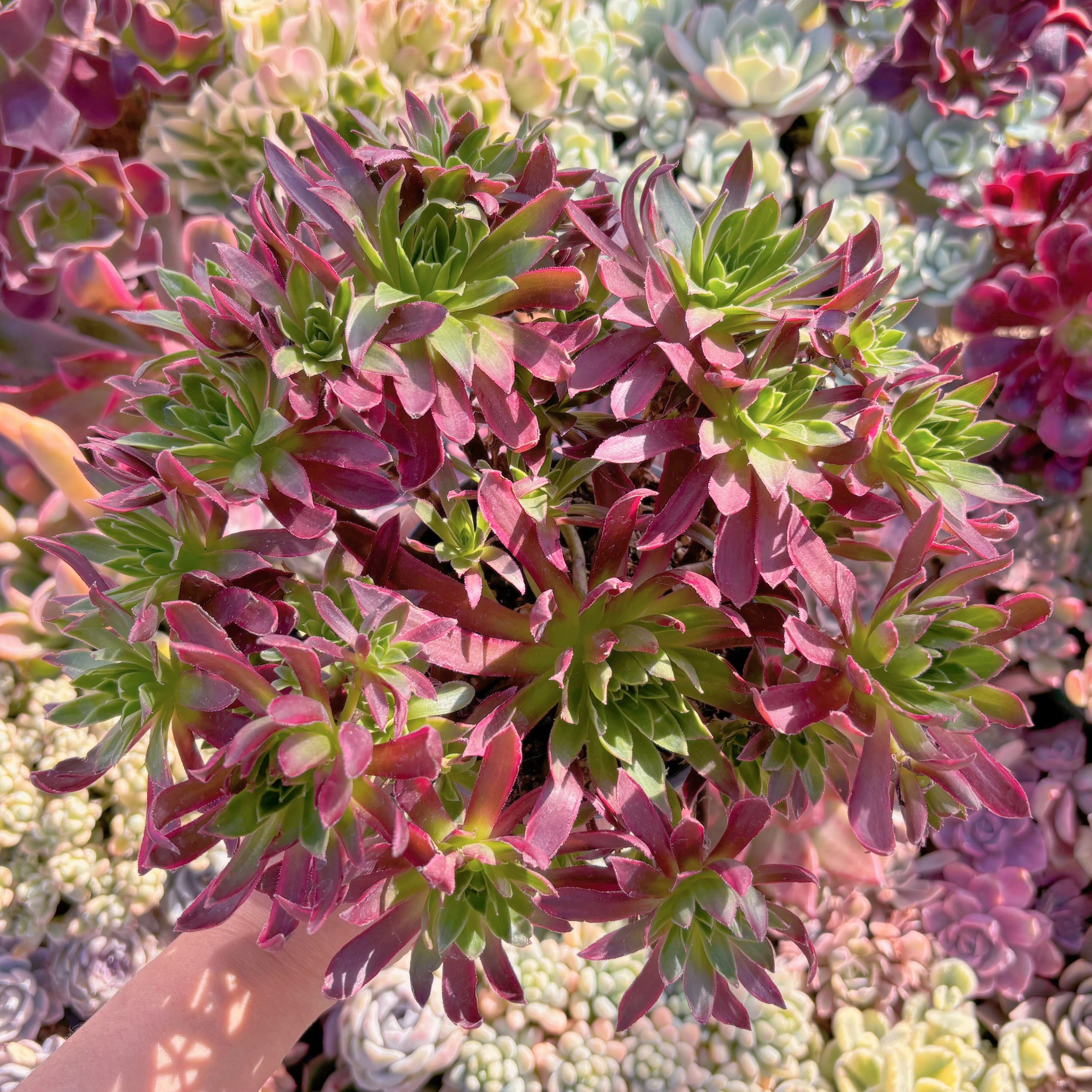 現品　鳳凰錦#719　特大群生　約24cm　新入荷　るる農園