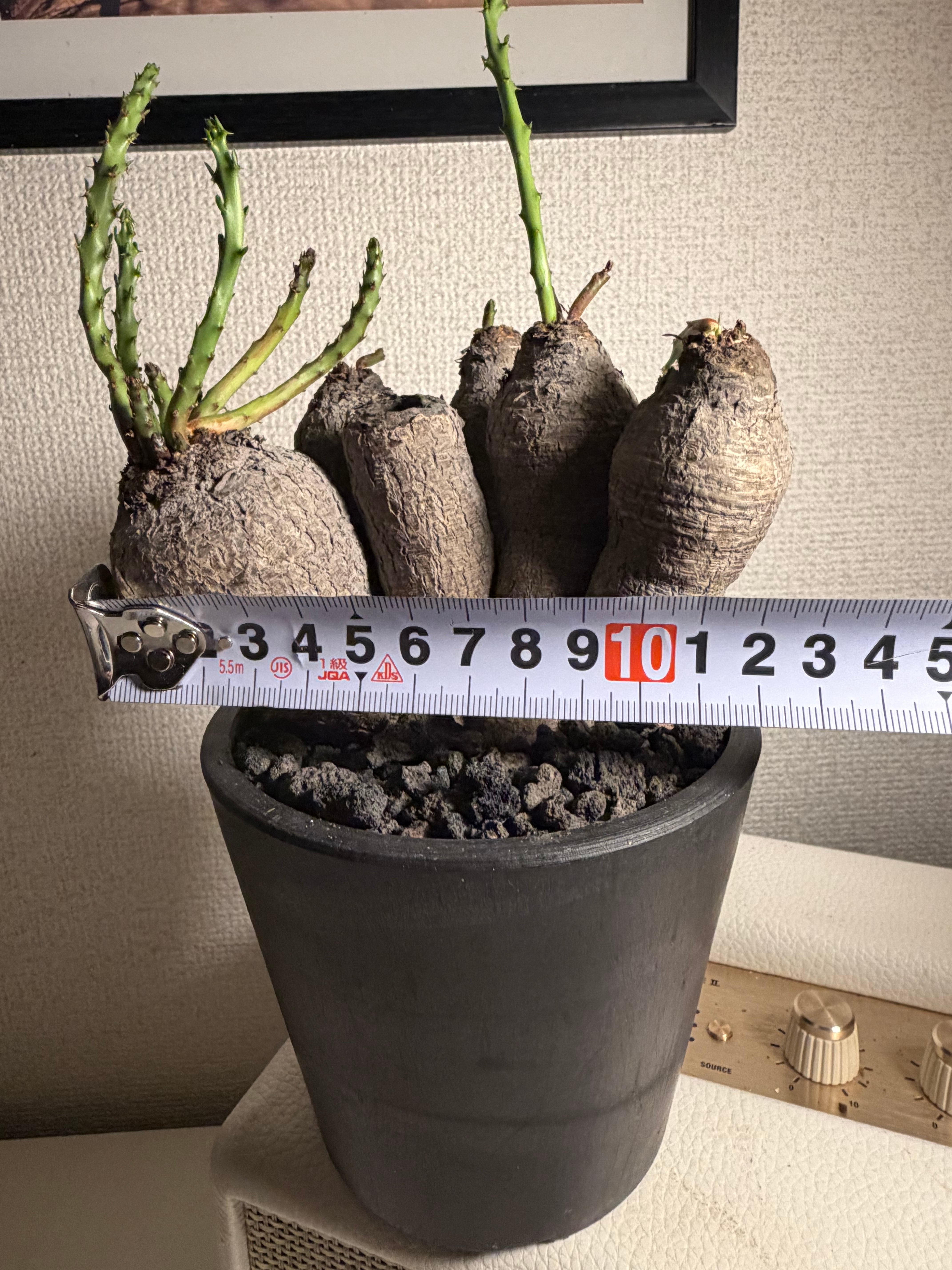 蓬莱島】ユーフォルビア・デシドゥア（Euphorbia decidua） クラビゲラ