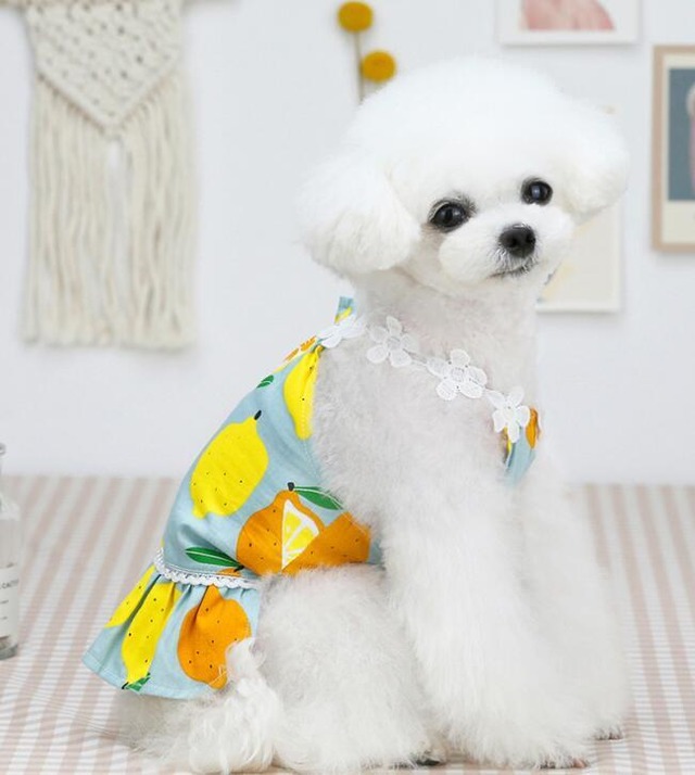 ドッグウェア　レモン柄　サマードレス　ブルー　犬服