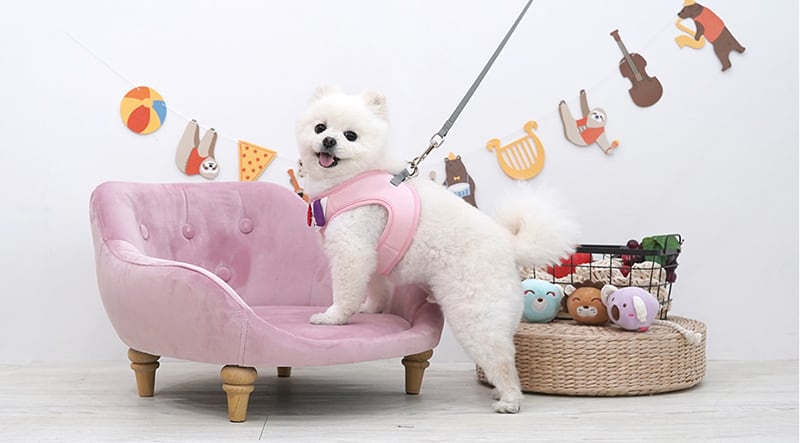 友達ハーネス&リードセット 2color / 犬 犬用 ハーネス 小型犬 中型犬 ドッグウェア ペット用品 胴輪 犬用リュック