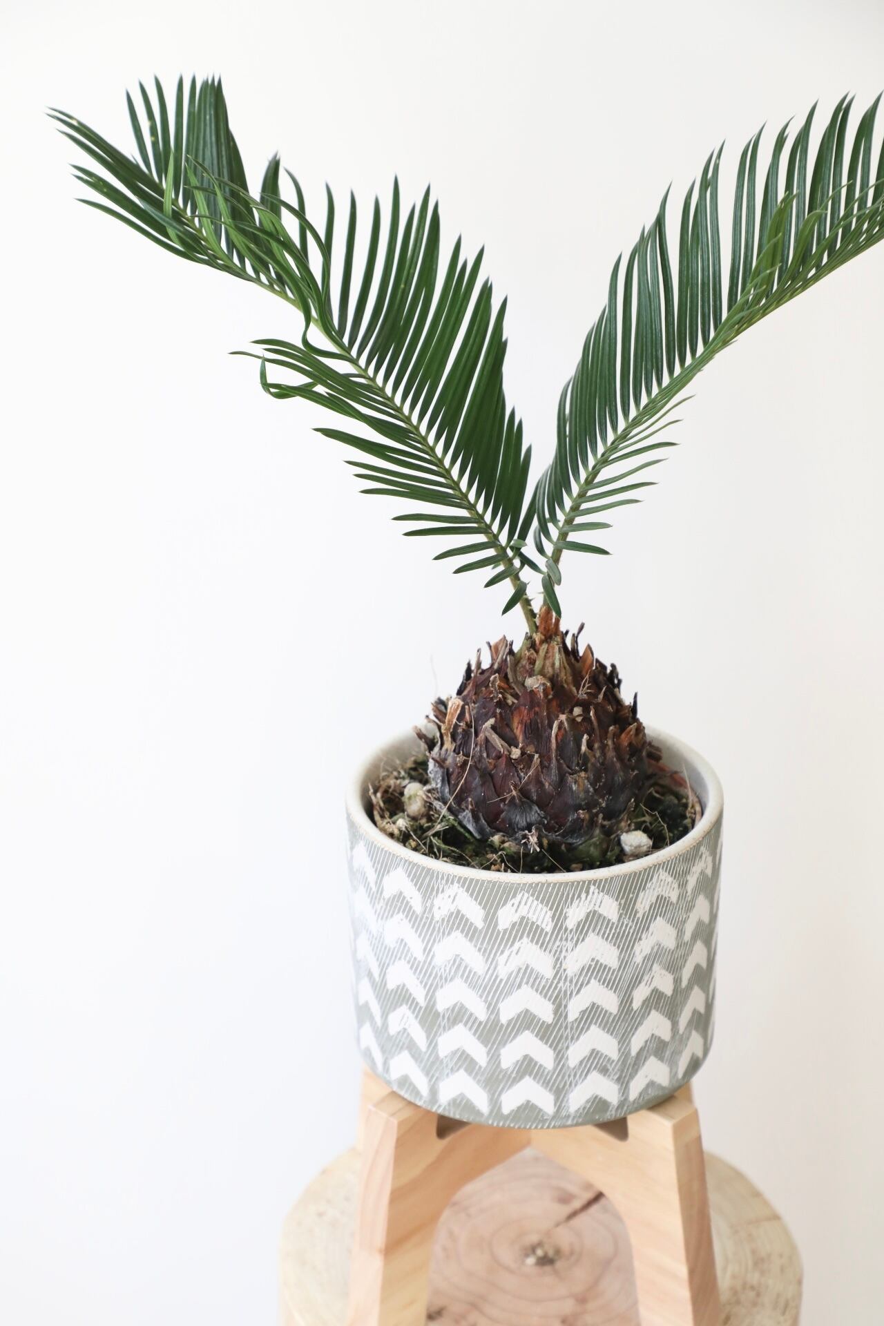 ソテツ 蘇鉄 鉢付き