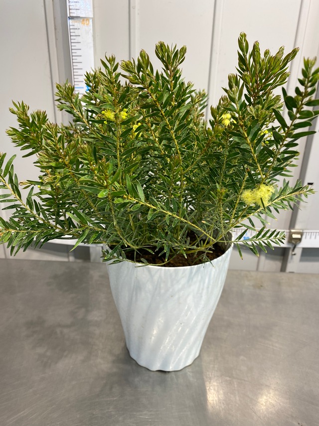 現物 アカシア テレサ 5号鉢サイズ 鉢植えミモザアカシアの仲間 矮性アカシア 咲屋 風彩
