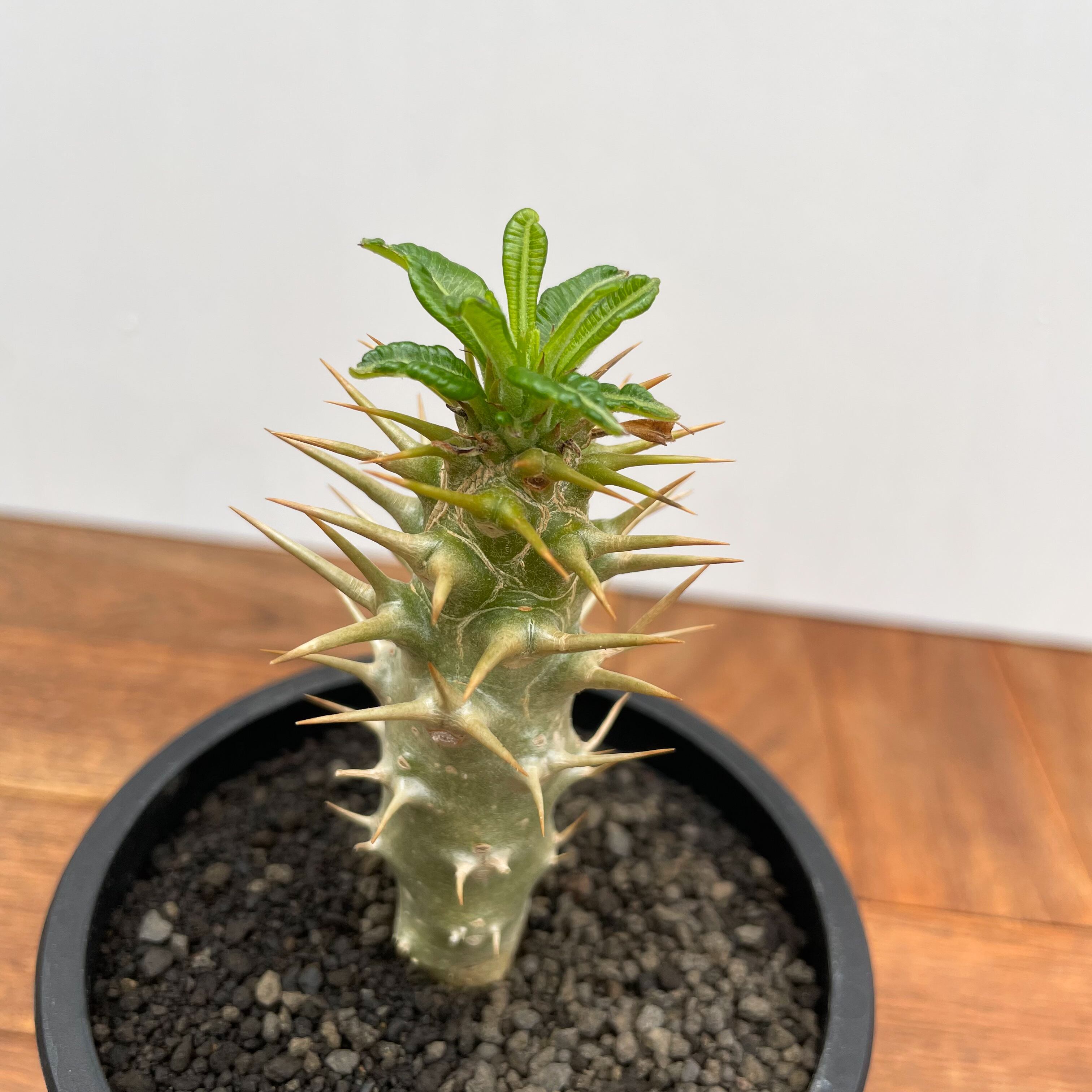 Pachypodium ambongense【パキポディウム・アンボンゲンセ・実生