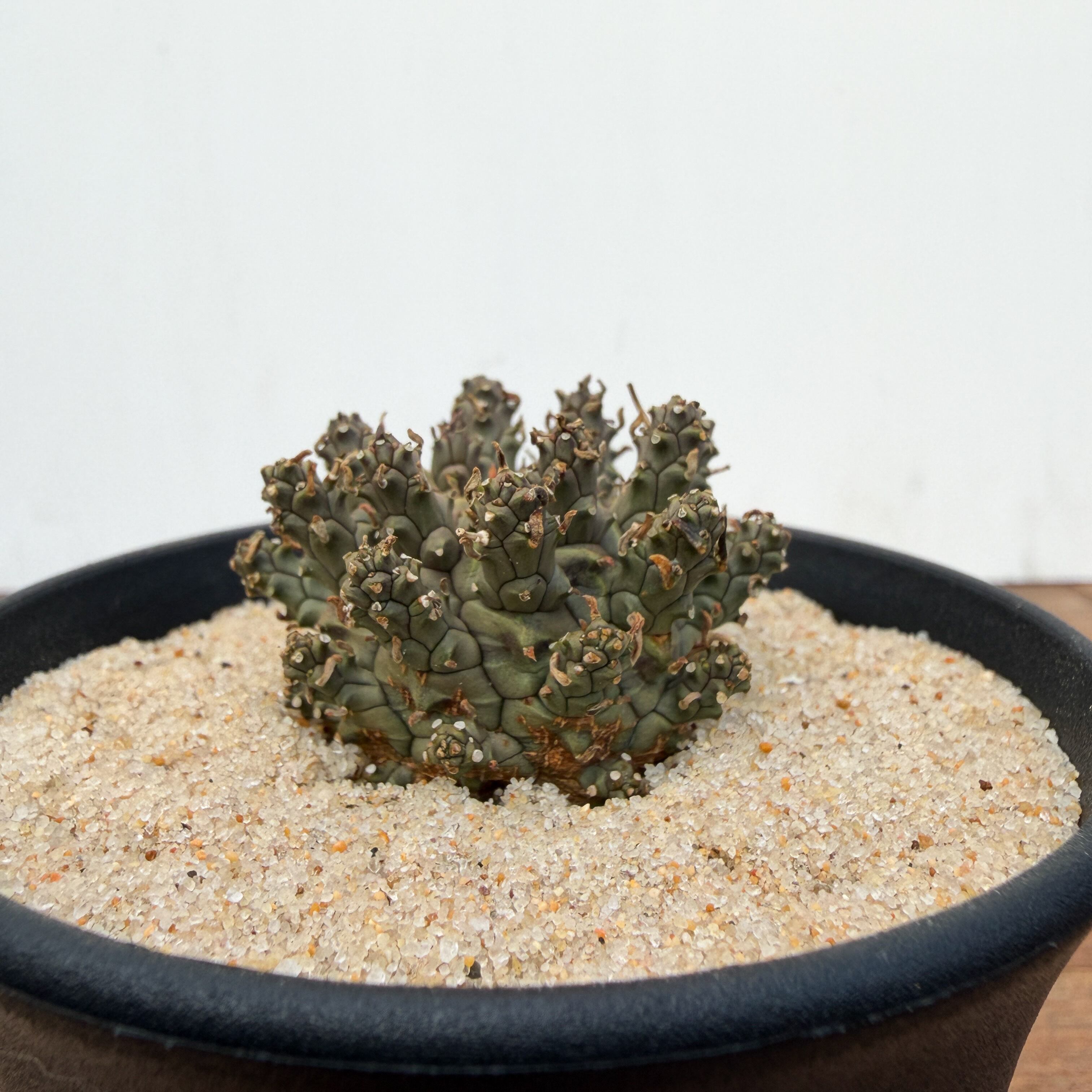 Euphorbia astrophora【ユーフォルビア・アストロフォラ】 | RIMO'S