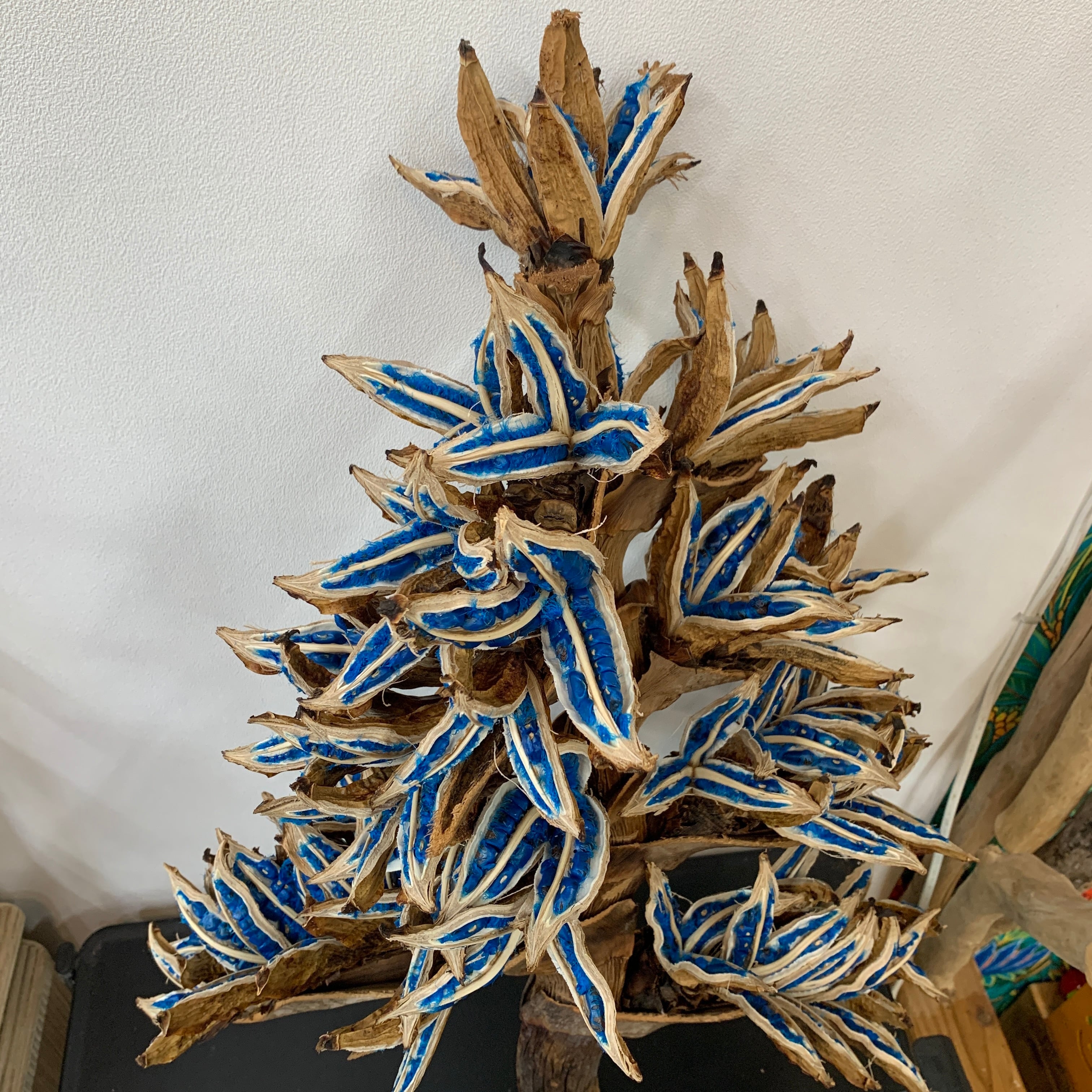 旅人の木特大 旅人の木特大茎長め A級品8節