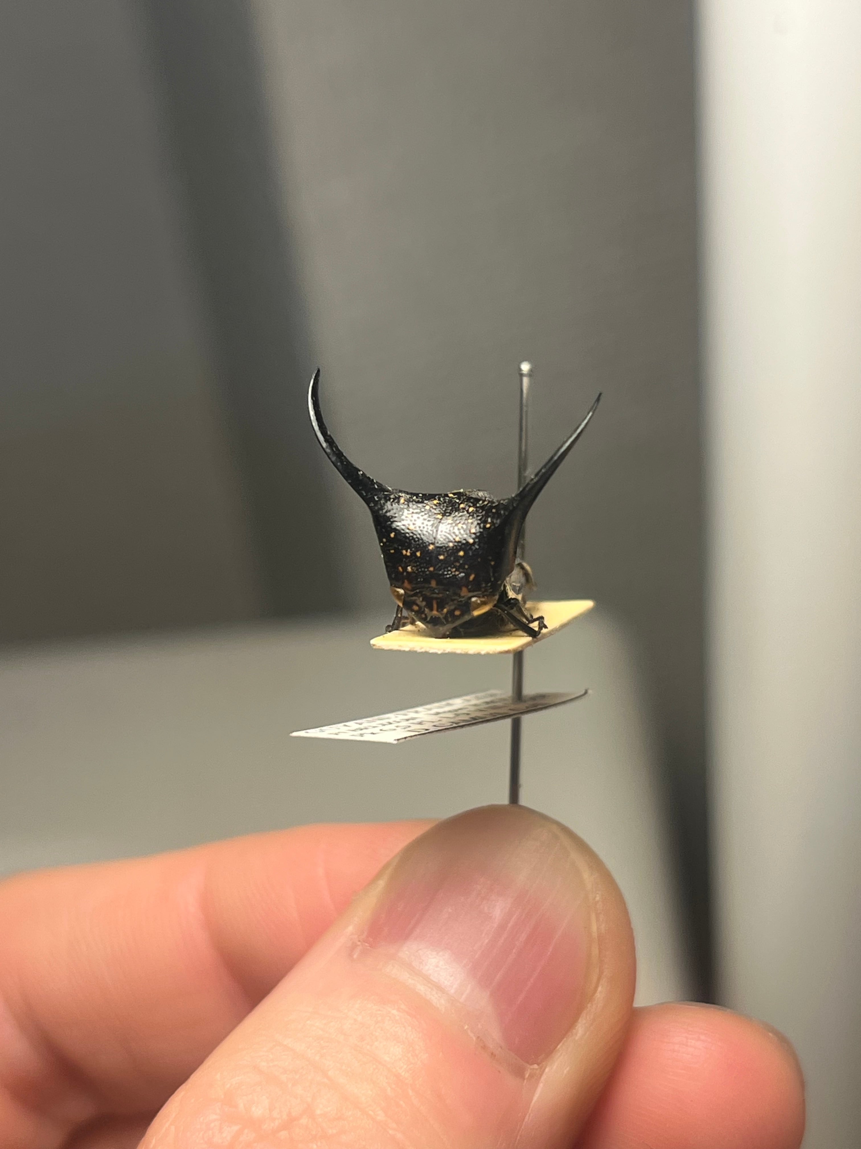 角蝉最大種】Hemikyptha marginata ツノゼミ セミ ホタル 蛍 タマムシ