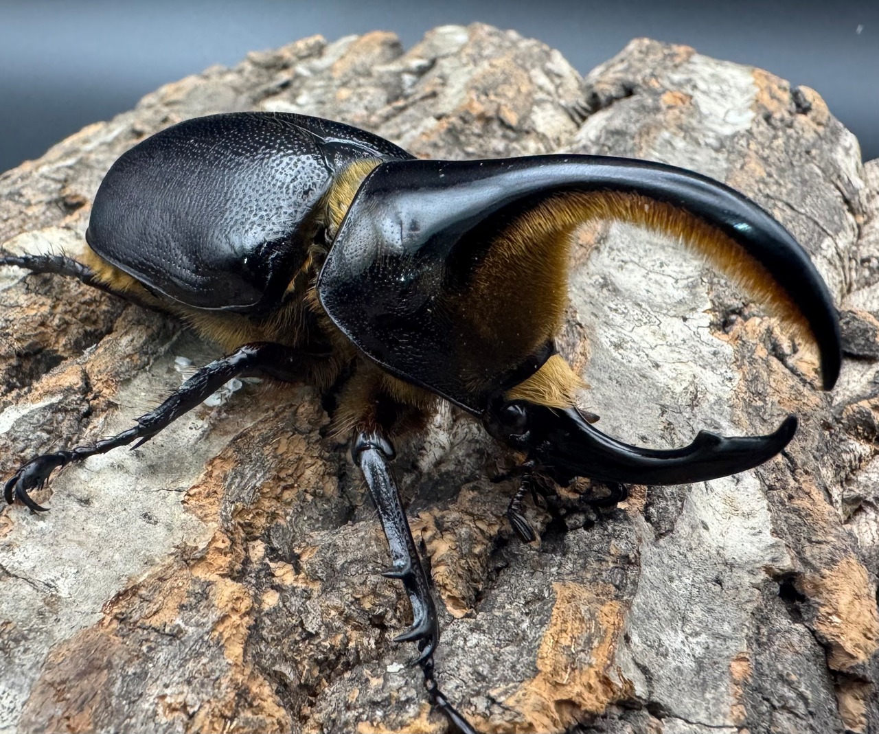 即ブリ《サタンオオカブト 80mm ペア》