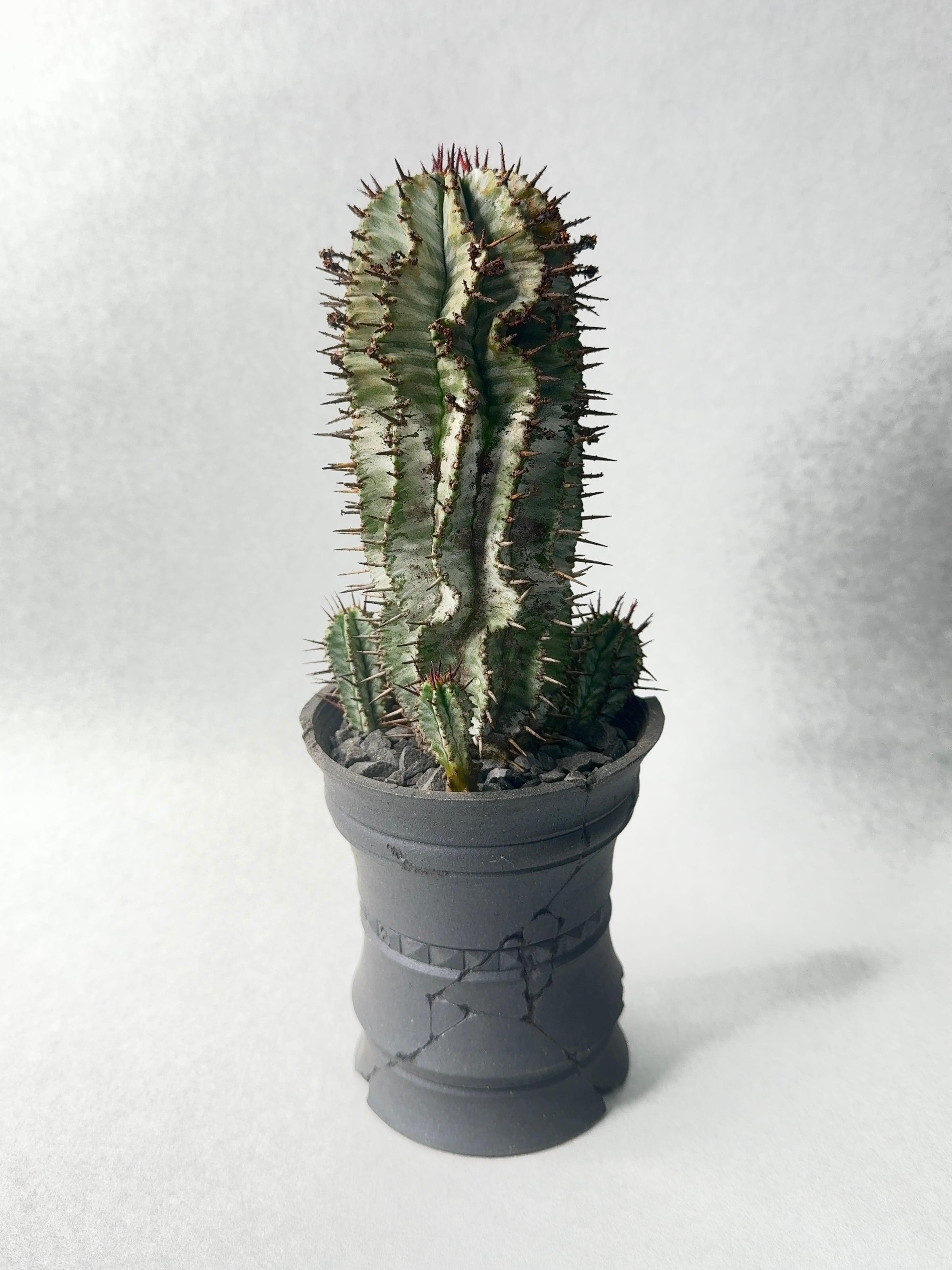 【 INDIVIDUALITY 】ゼブラ