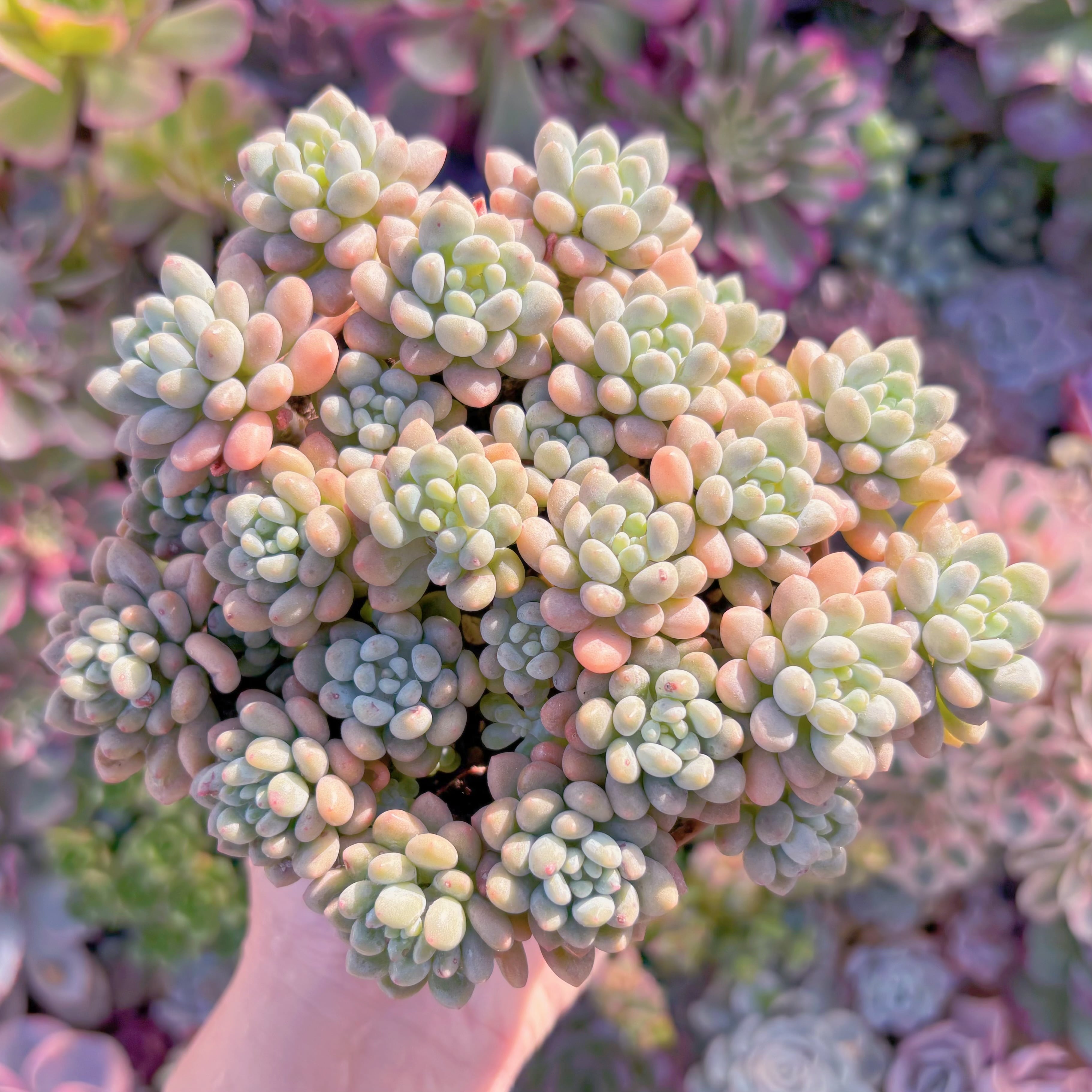 現品　キャビア#867　大群生　新入荷　るる農園