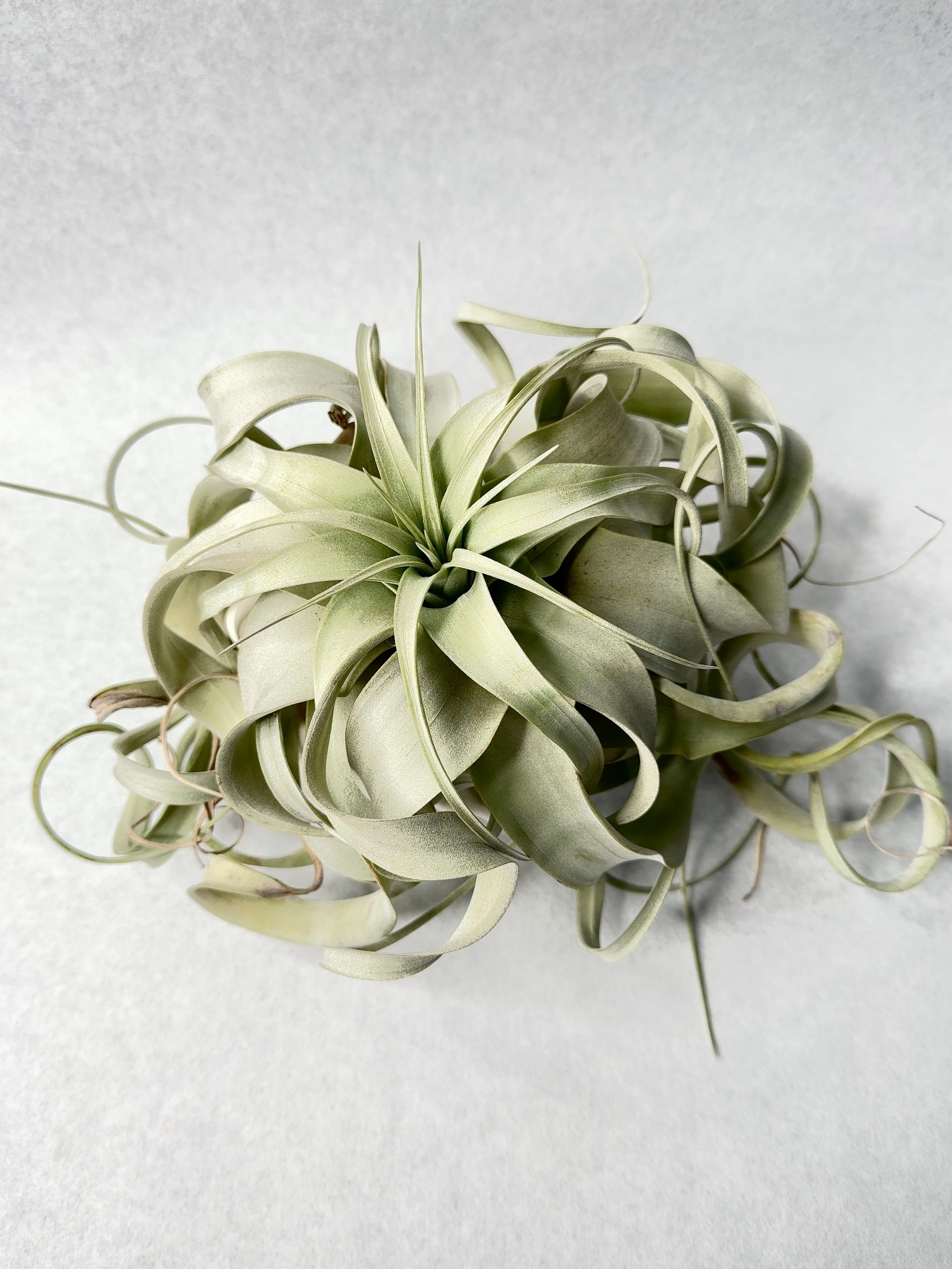 キセログラフィカ・ロングリーフ(作家鉢付) | trigger