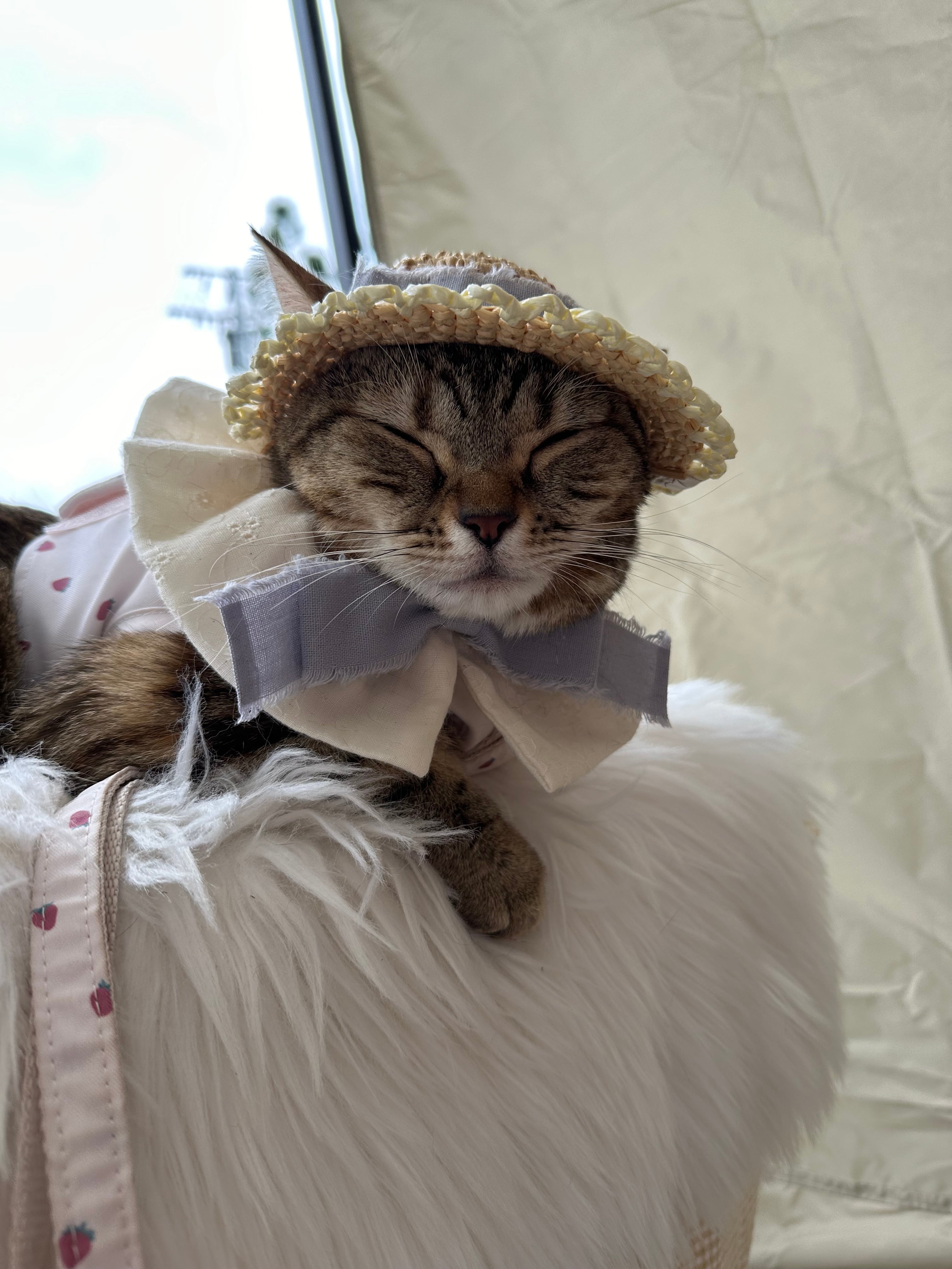 【即納】Sサイズ frilly