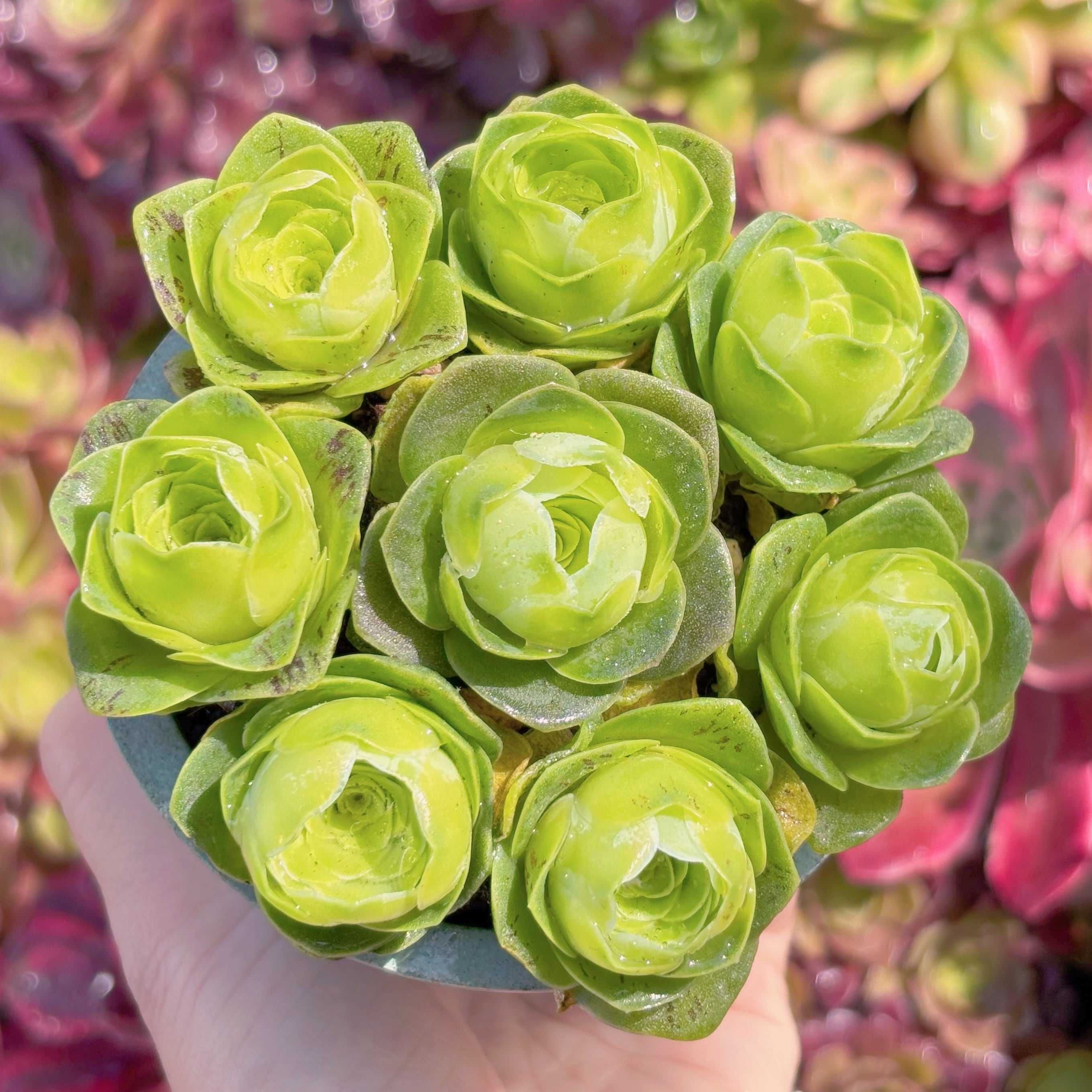 多肉植物　グリーノビア　ドドランタリス(8苗)　新入荷　るる農園