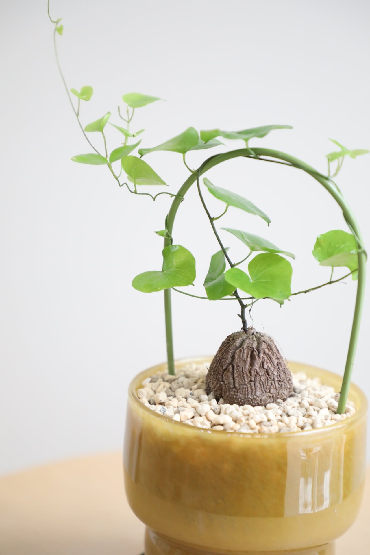 S】亀甲竜/Dioscorea elephantipes | 【厳選植物・器】MIDORI DOUMEI