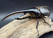 《ヘラクレス・ヘラクレス 150mm ペア》