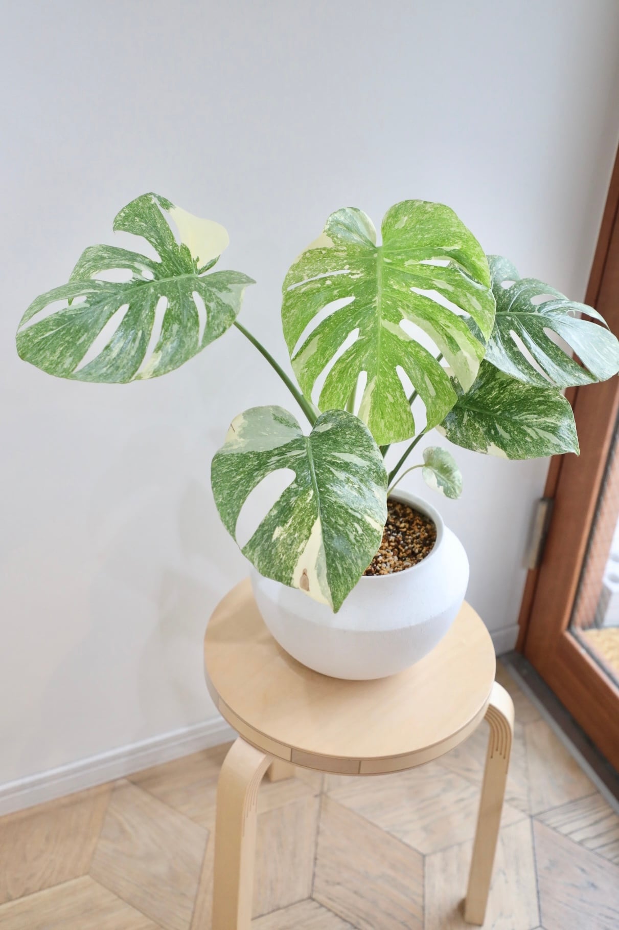 M】【希少】モンステラ グリーンスノウ/Monstera deliciosa 'Green