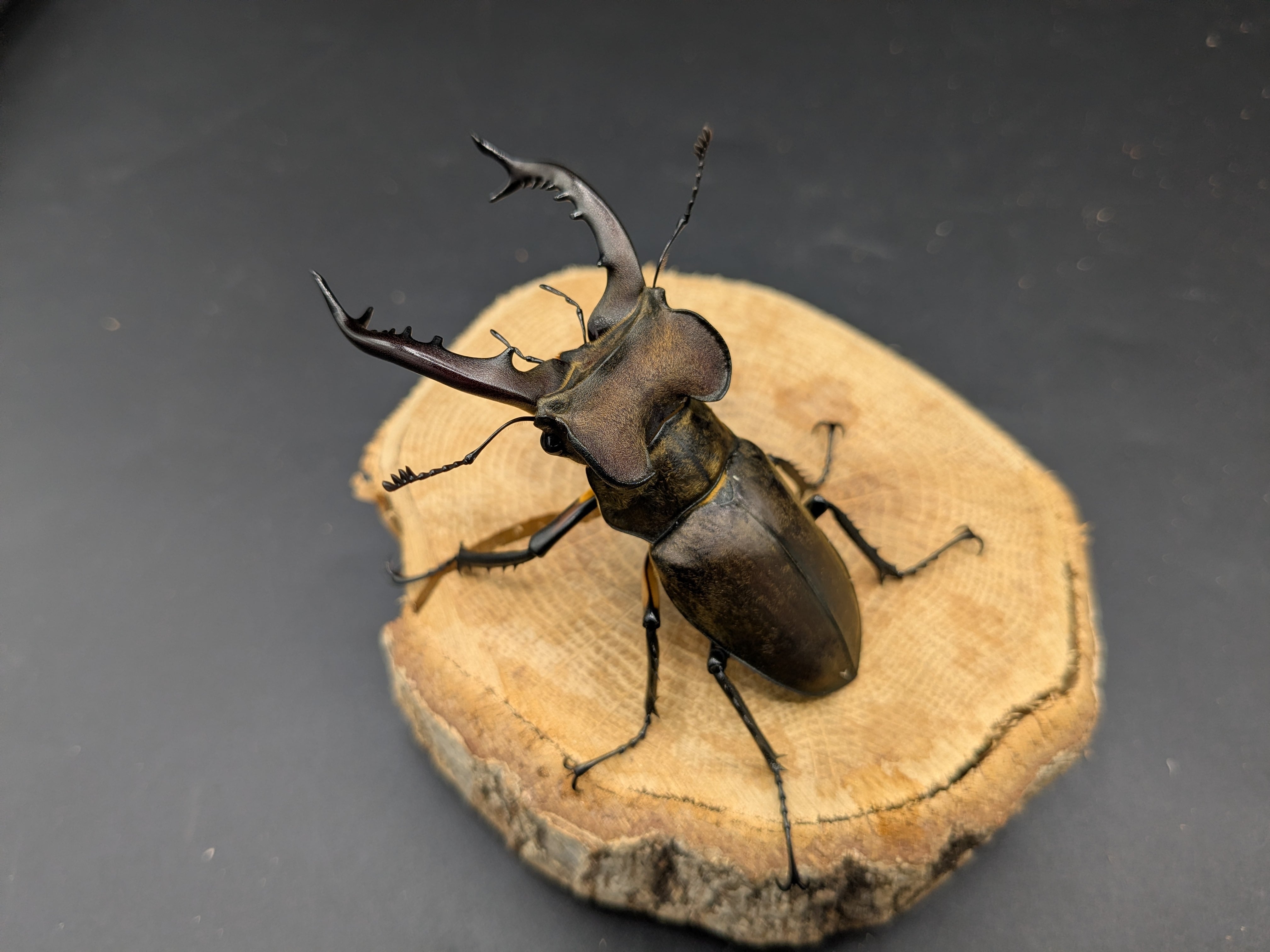 タカサゴミヤマ ♂77mm♀42mm