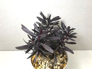 リューカデンドロン エボニー