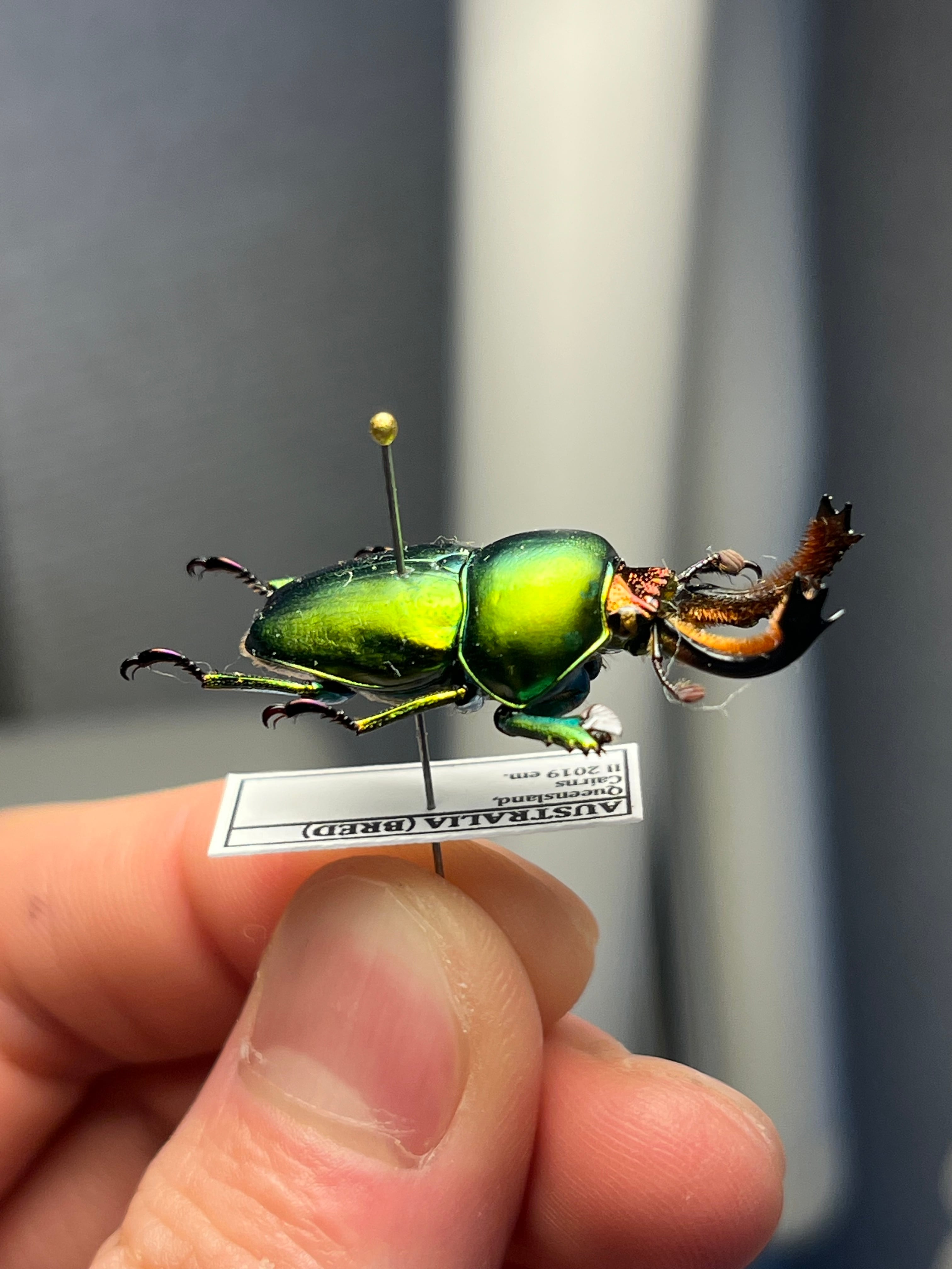 B品31mm】アウラタキンイロクワガタorパプアキンイロクワガタ♂の標本