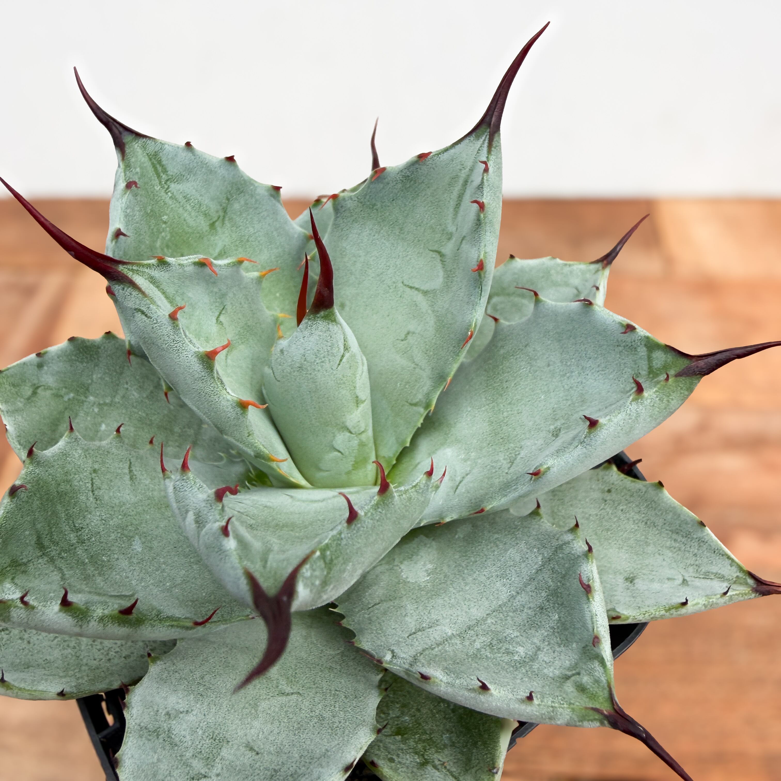 Agave potatorum × macroacantha【アガベ・八荒雷神】 | RIMO'S GREEN