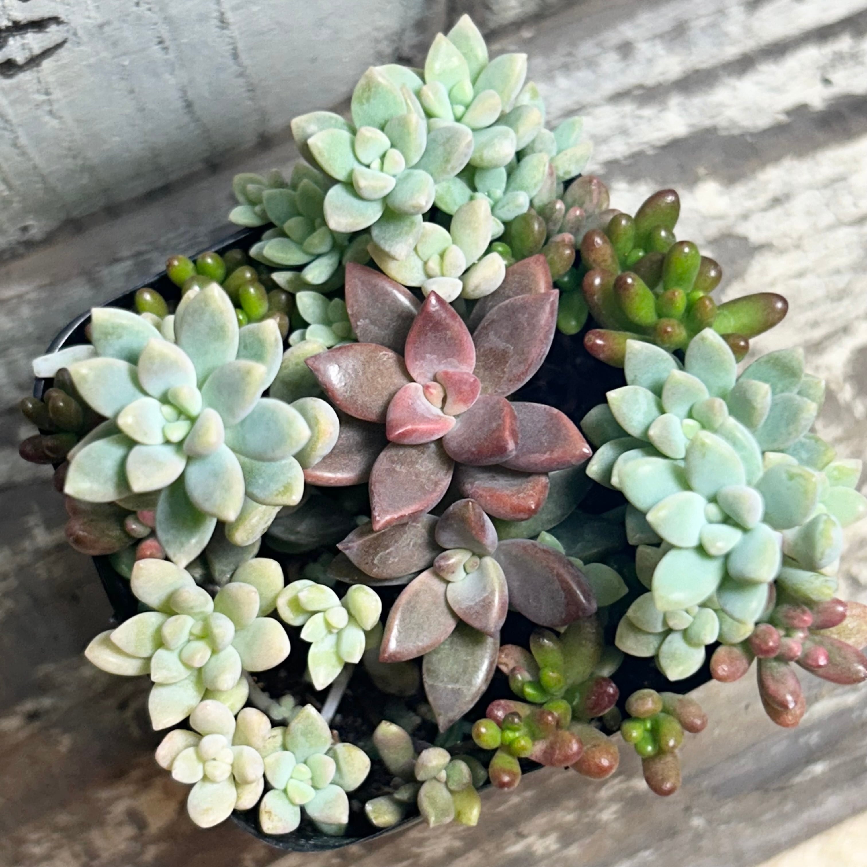 ウェディングドレス錦 アエオニウム | RuPo 多肉植物専門店