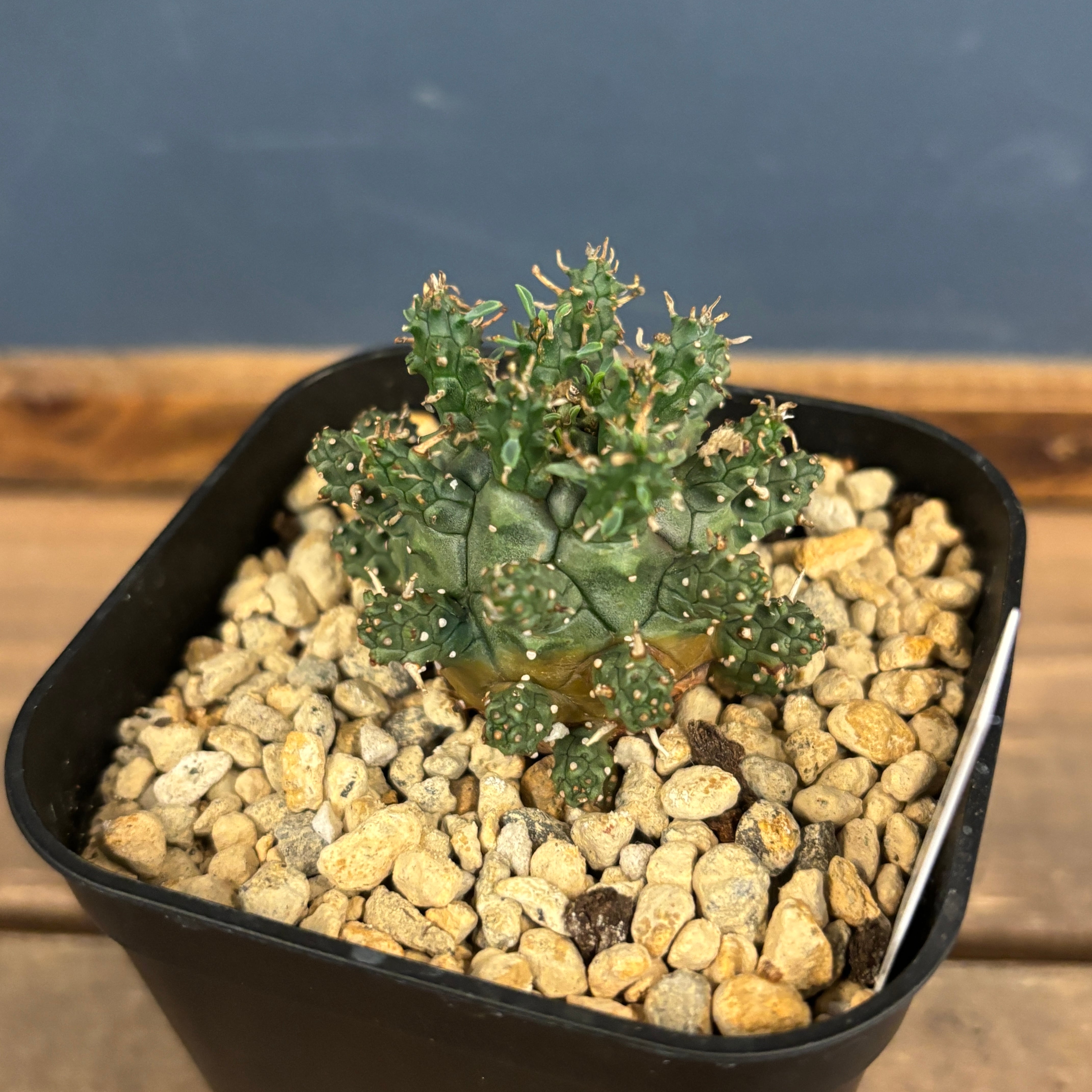 ユーフォルビア アストロフォラ 実生 タコモノ / ガムケンシス デセプタ isla del pescado - Euphorbia astrophora-ユーフォルビア・アストロフォラ