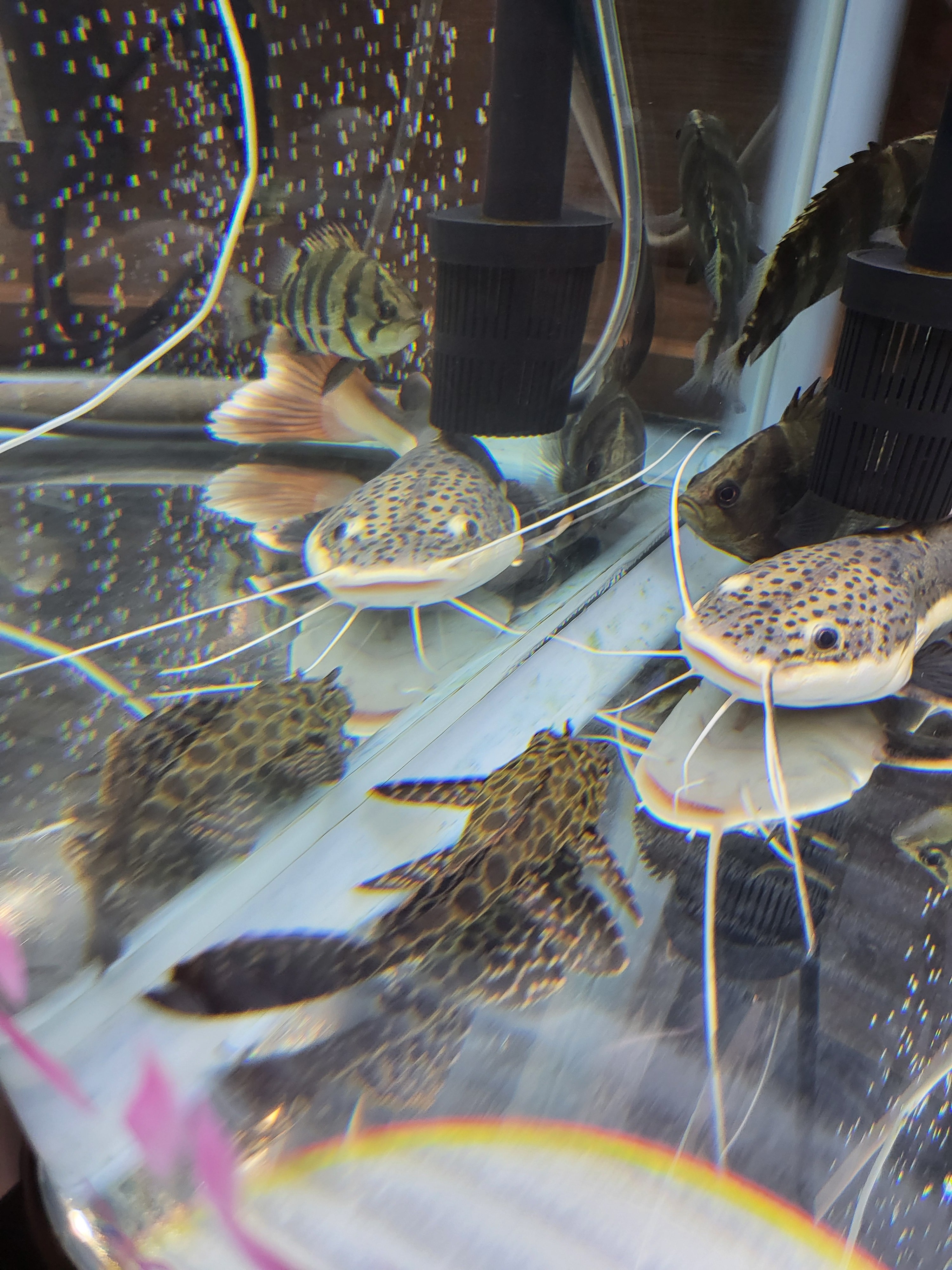 セルフィンプレコ | アロワナ専門店SISIK Online Shop