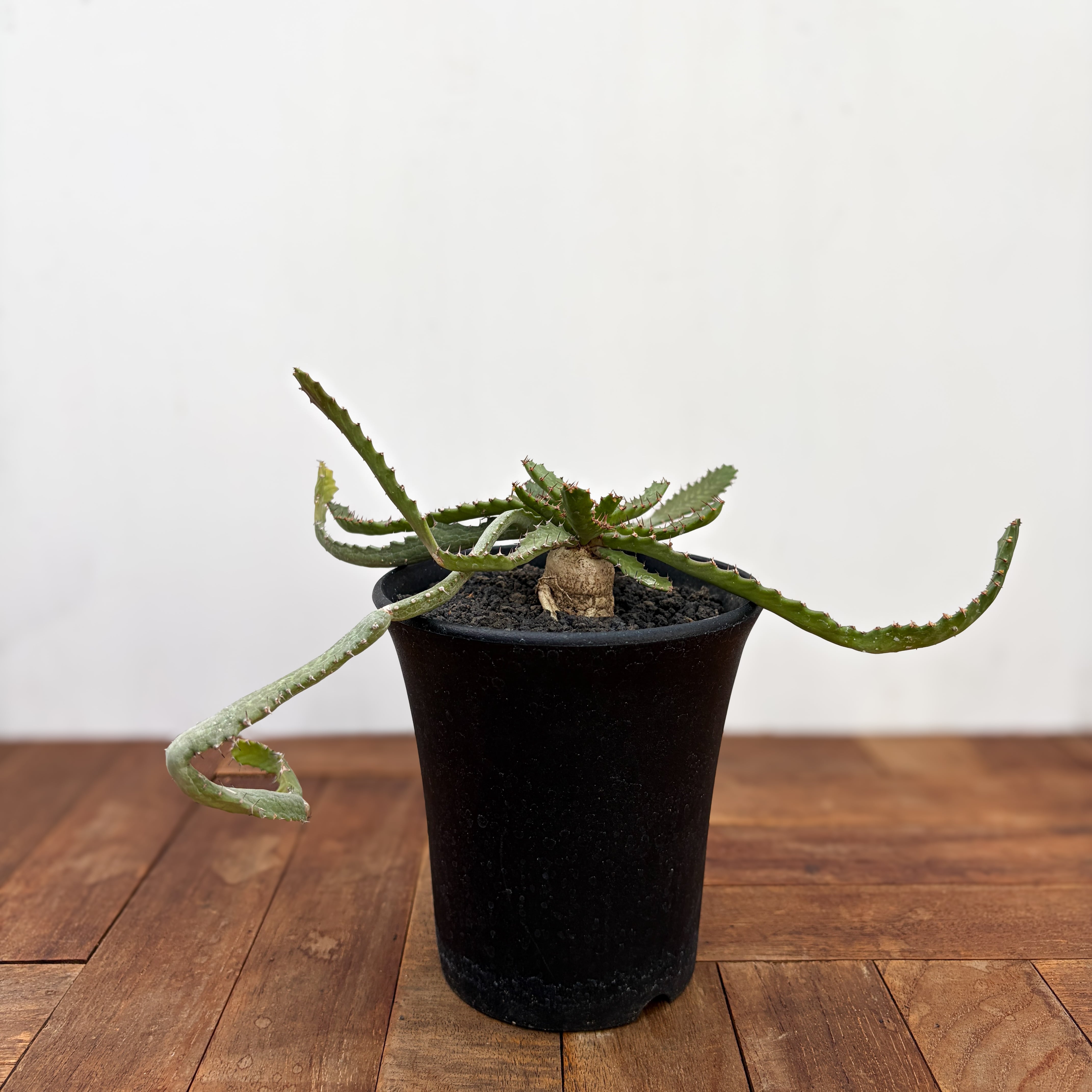 Euphorbia stellata【ユーフォルビア・飛竜・実生】 | RIMO'S GREEN
