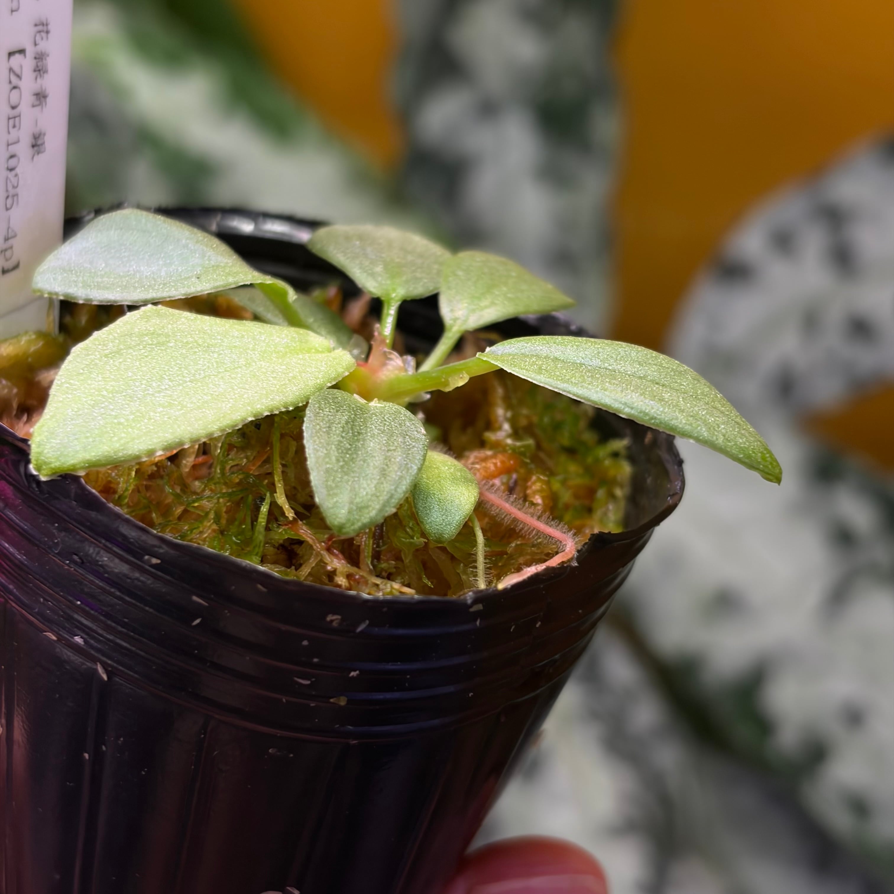 Homalomena sp. 花緑青 Tapanuli Selatan 【ZOE1025-4p】 銀葉個体