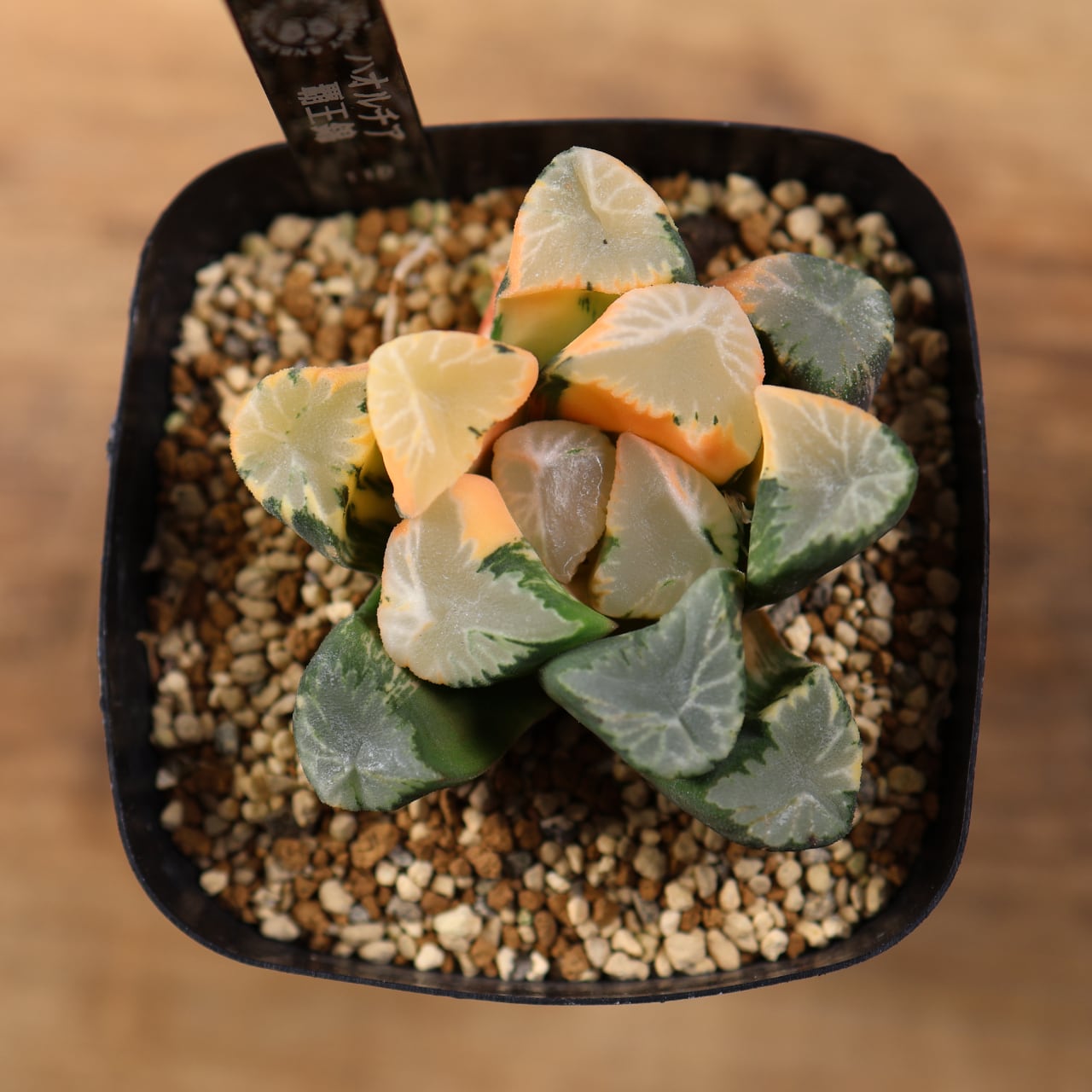 715『ハオルチア 覇王錦』観葉植物【送料無料】 | MARX PLANTS | 観葉