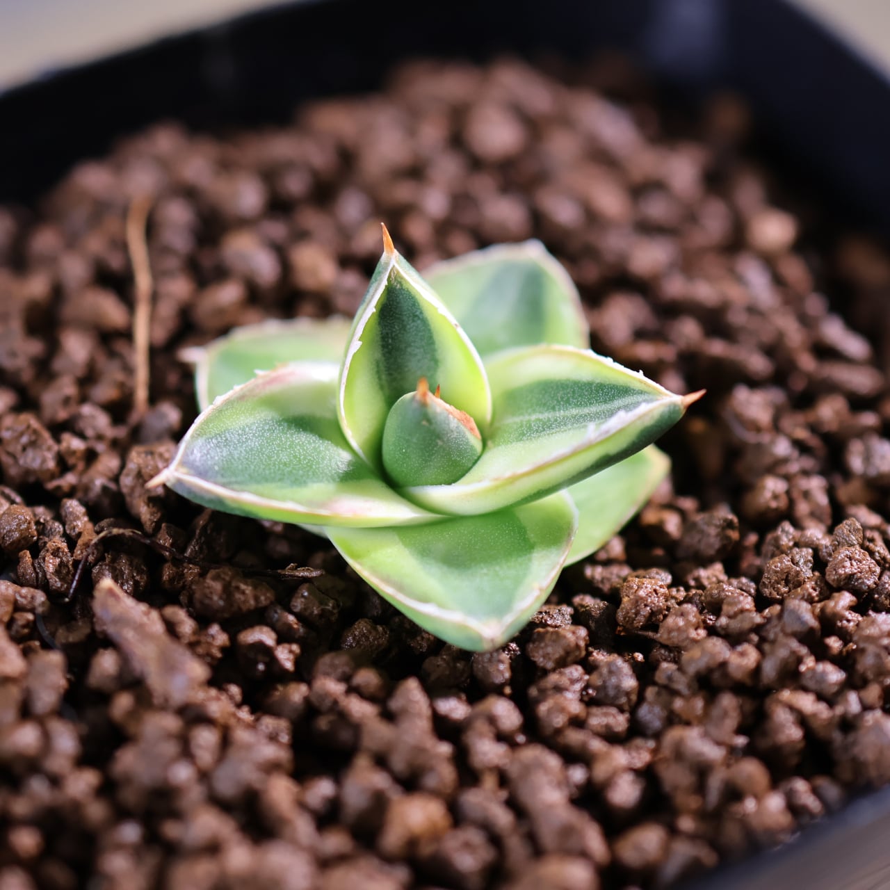 405 再入荷！『アガベ フィリフェラ コンパクタピンキー』観葉植物