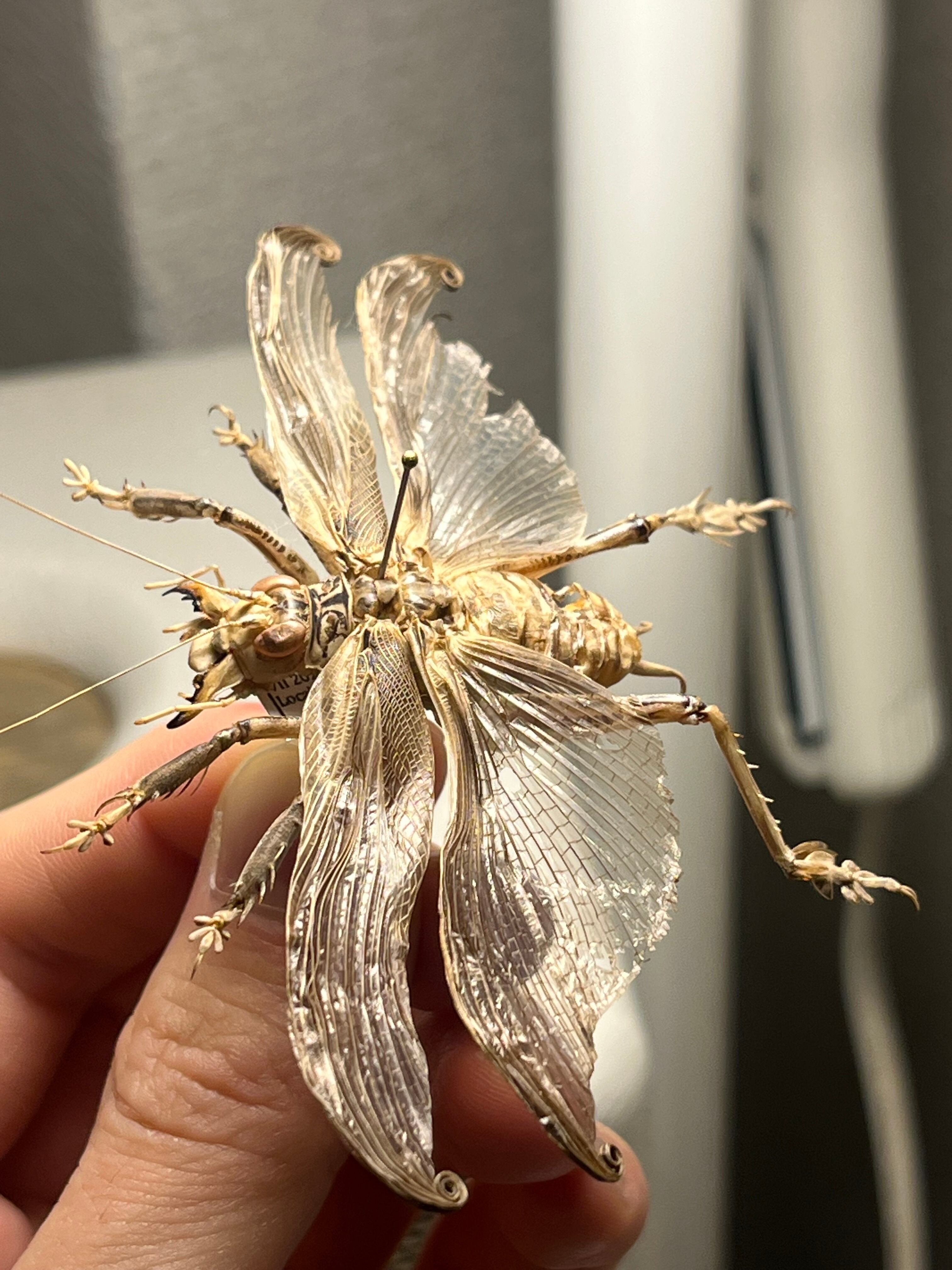 希少産地】中国産のマキバネコロギス 昆虫標本バッタ キリギリス