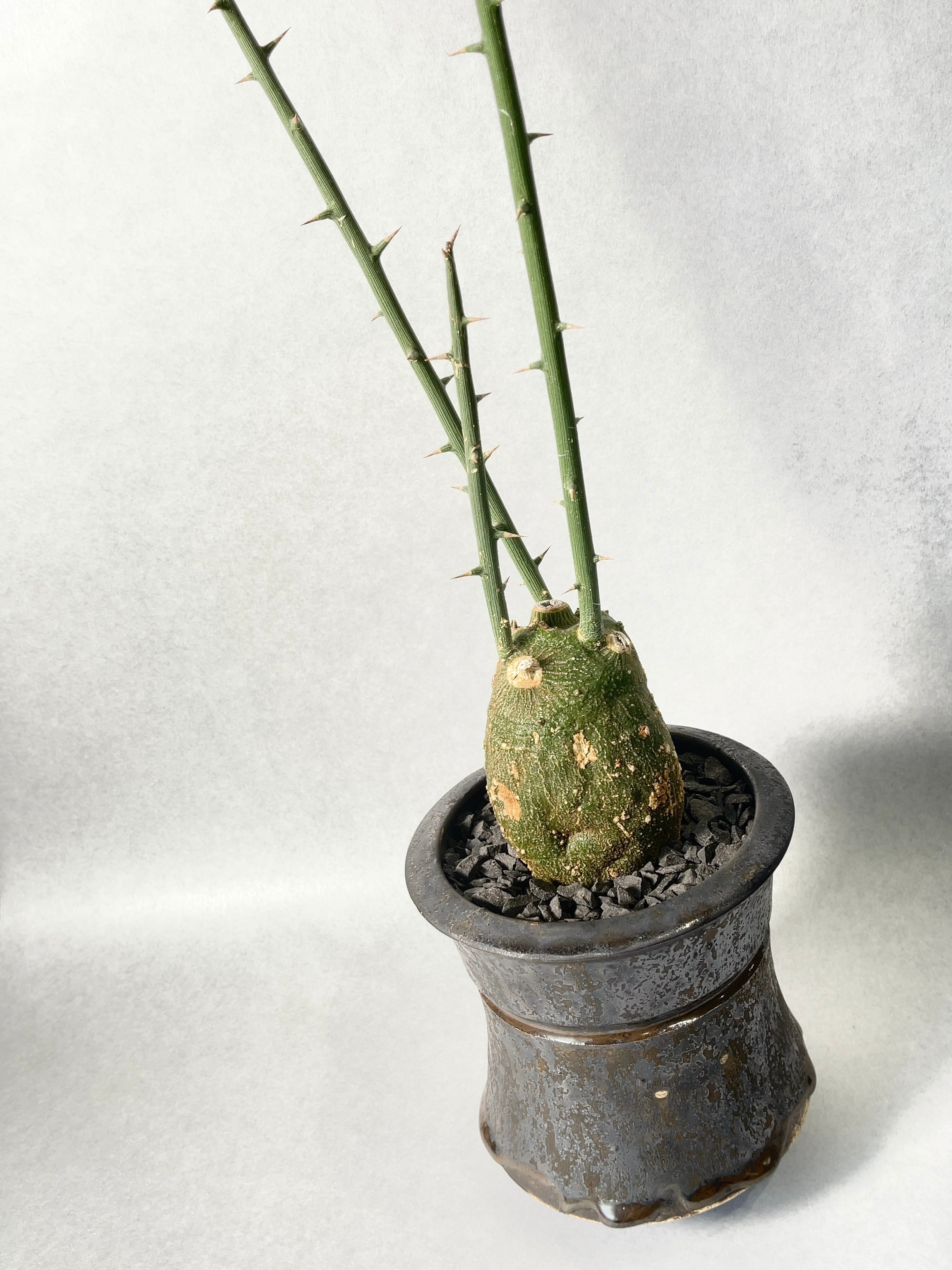 健阪本 植木鉢 鉢 作家鉢 【公式通販】 健阪本 植木鉢 鉢 作家鉢 【公式通販】