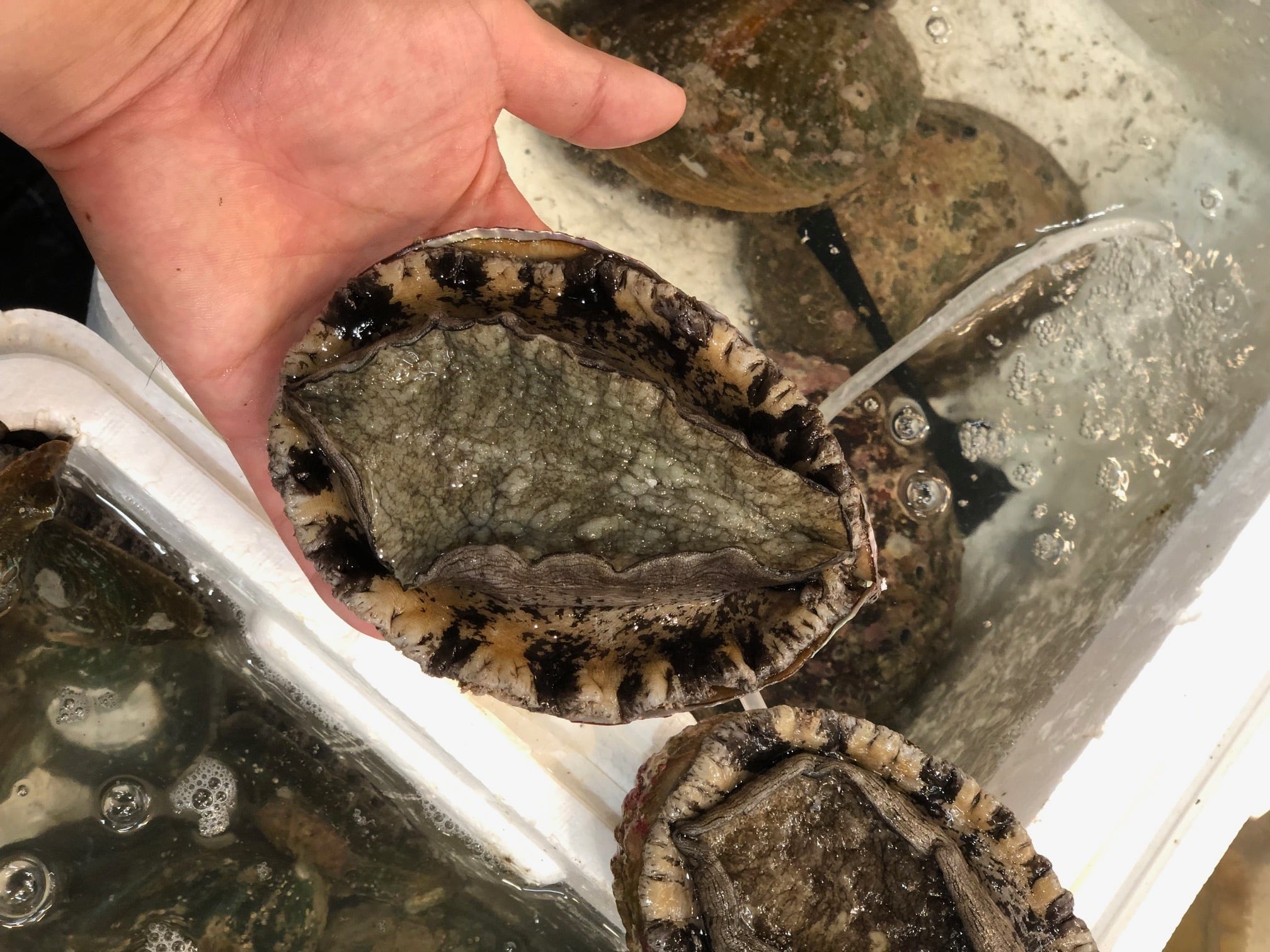 活 天然黒アワビ 1個350/400gサイズ 国産（伊豆/常磐/福岡/新潟など