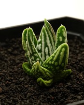 カット苗 ハオルチア 天使の泪 Haworthia 'Tenshi no Namida'