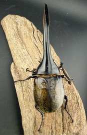 《ヘラクレス・ヘラクレス 146mm ペア》