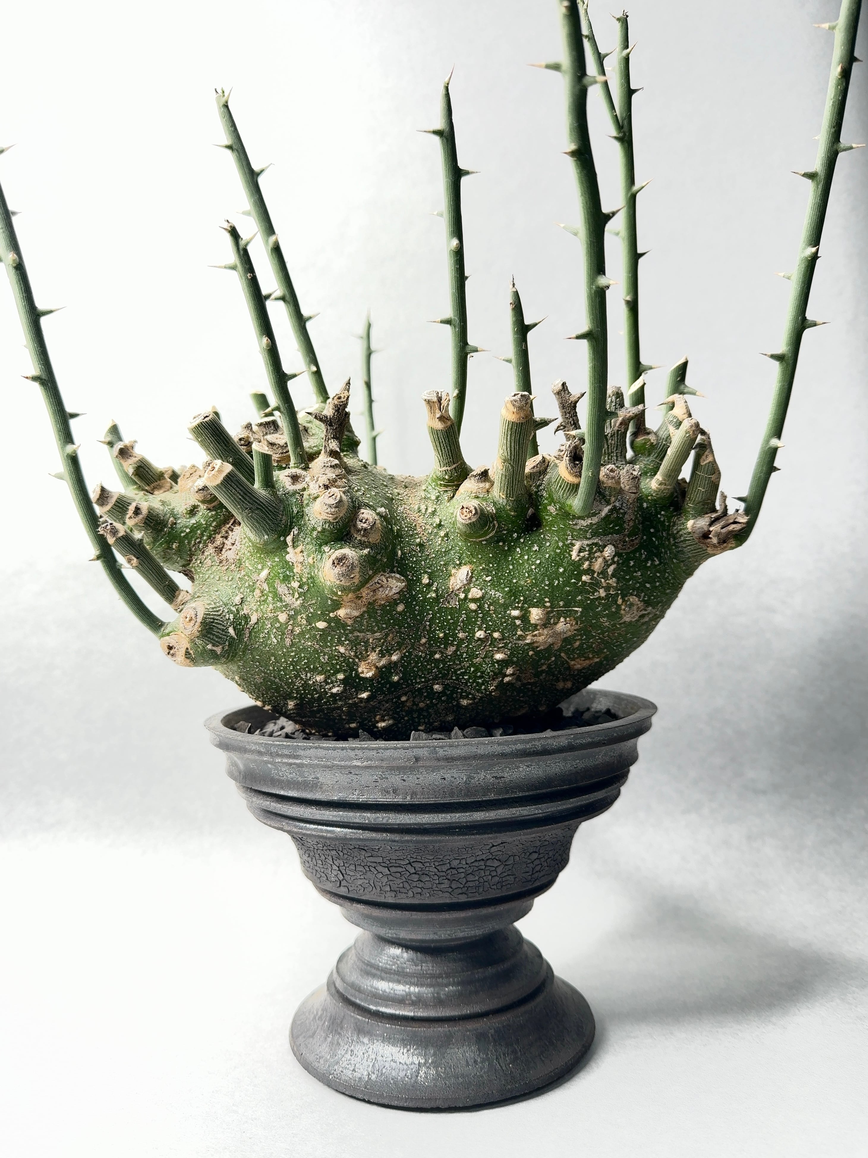 アデニア・グロボーサ | trigger