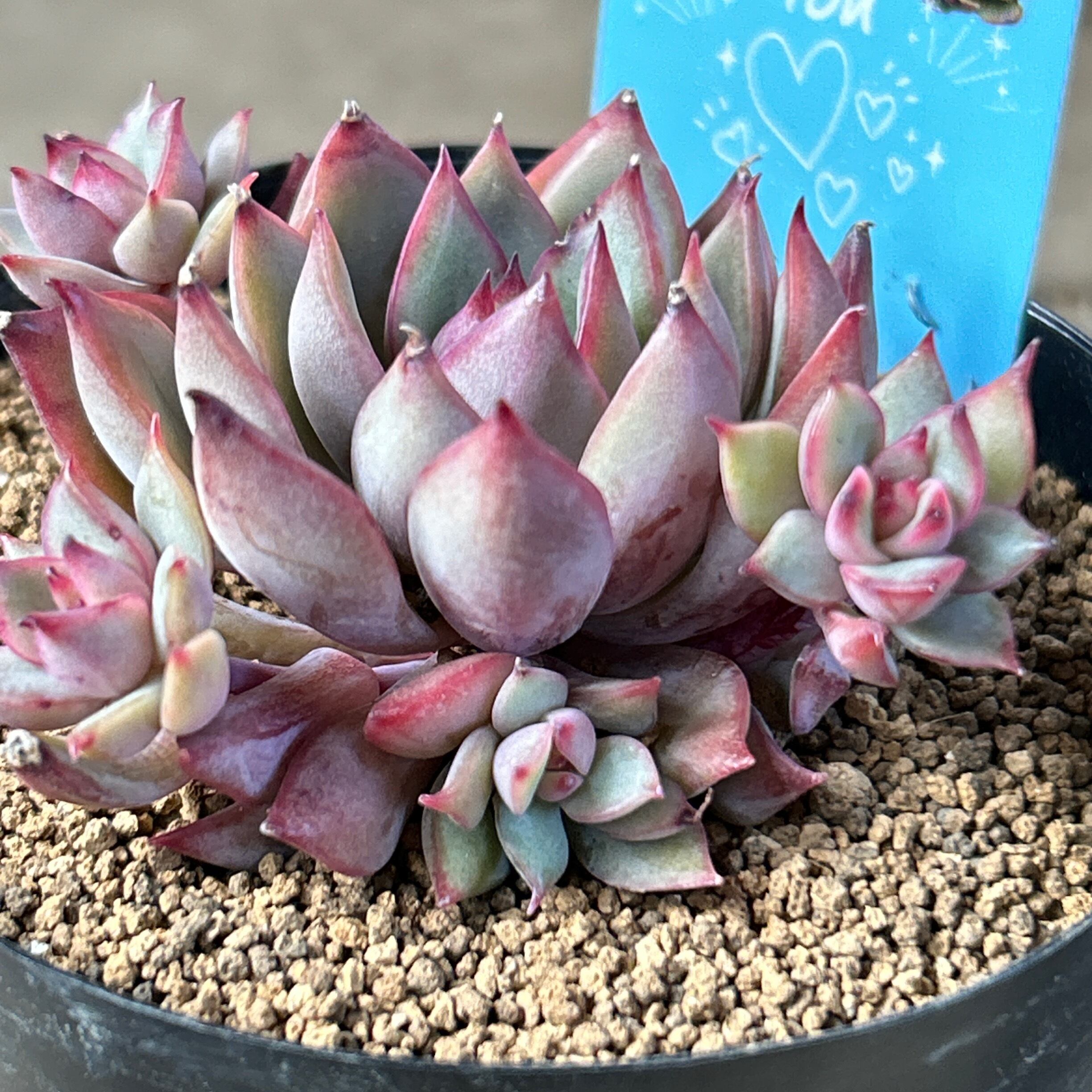 Melona | RuPo 多肉植物専門店