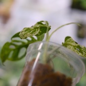 Monstera adansonii Mottled / モンステラ アダンソニー ミント⑨ / 観葉植物<育て方・花言葉>