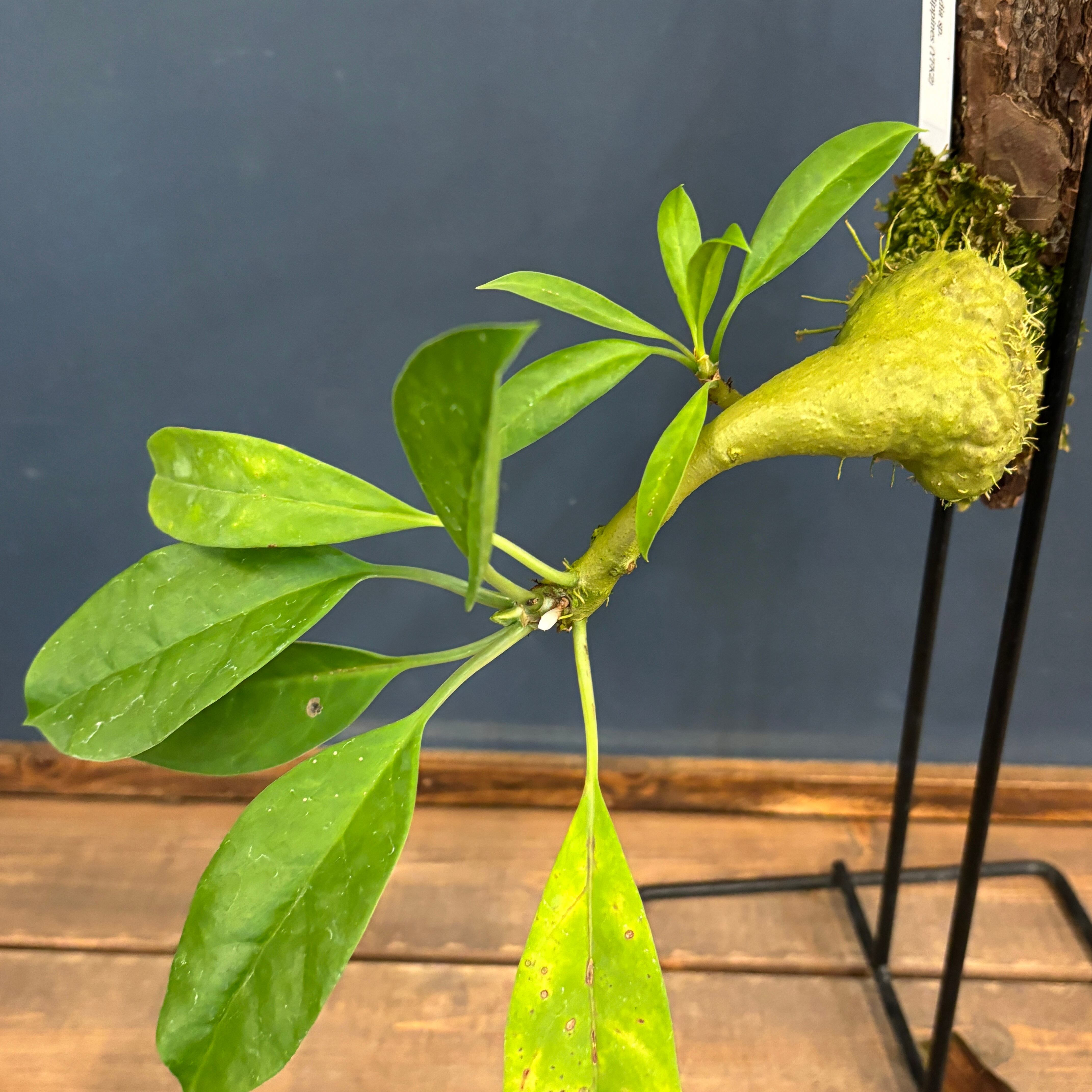 Myrmecodia sp. Cebu, Philippines【45】 | PROTOLEAF プロトリーフ