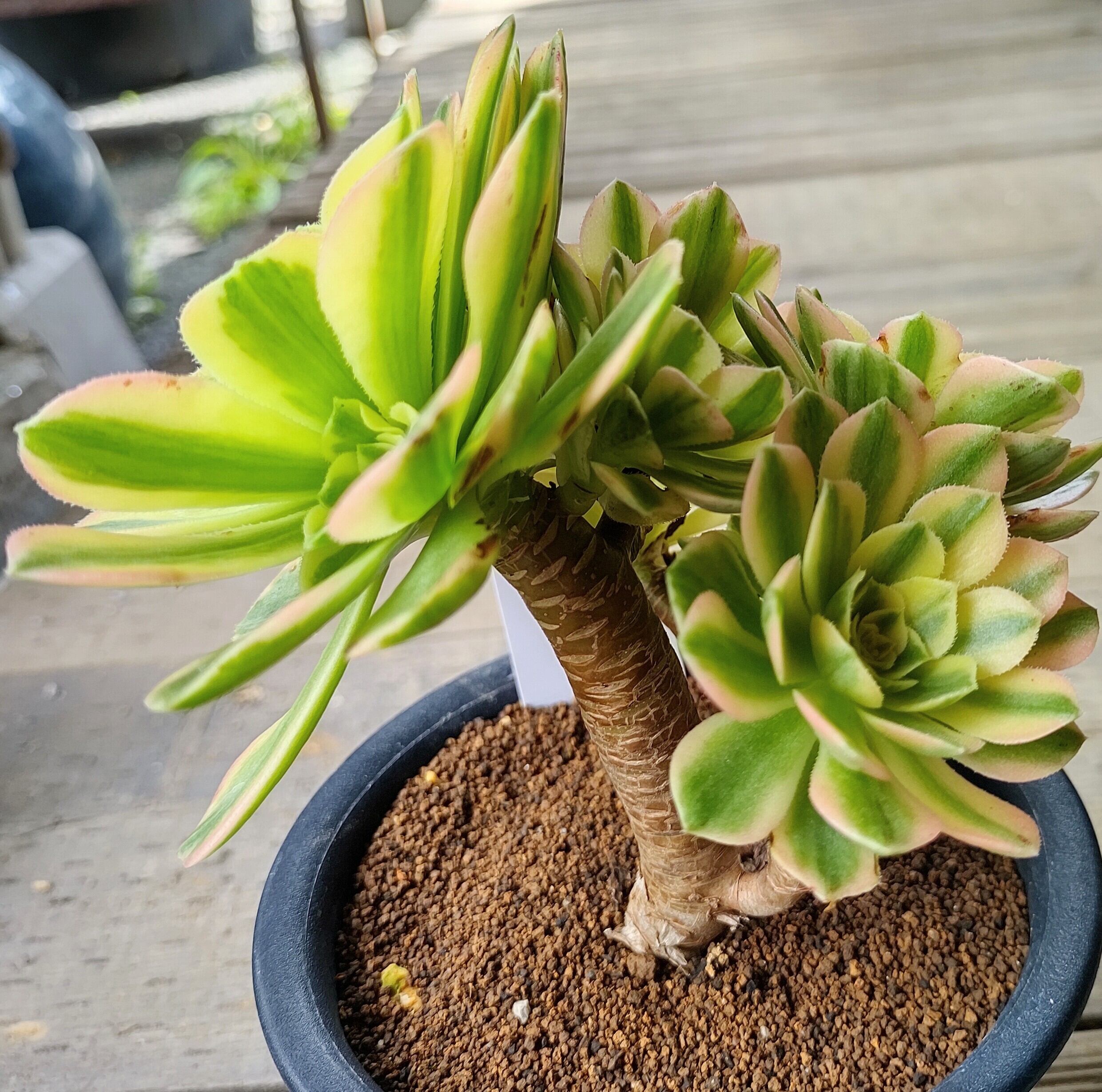 碧玉(アエオニウム) | RuPo 多肉植物専門店