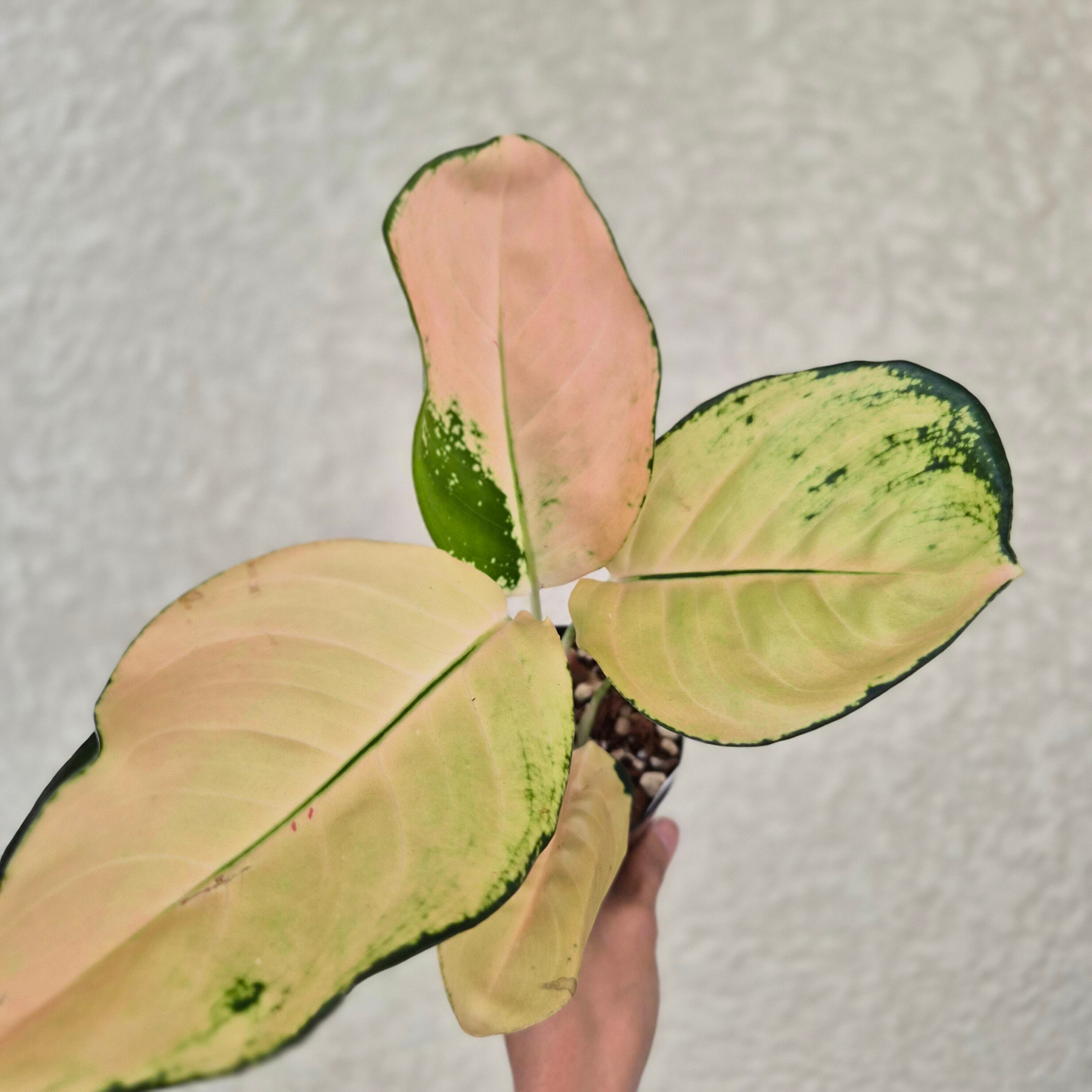 《Aglaonema Golden Majestic》アグラオネマ・ゴールデンマジェスティック 観葉植物 /ポット発送
