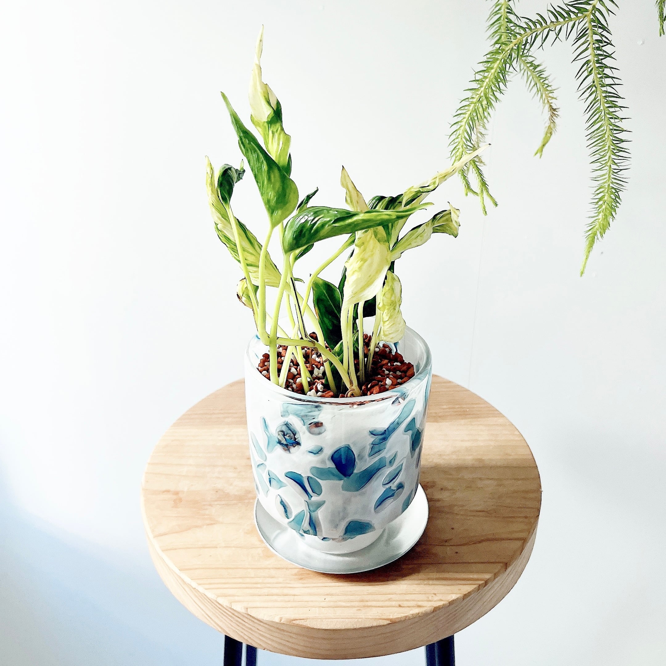 希少》フィカス リラータ イヴォンヌ 斑入り カシワバゴム 3.5号＊calm