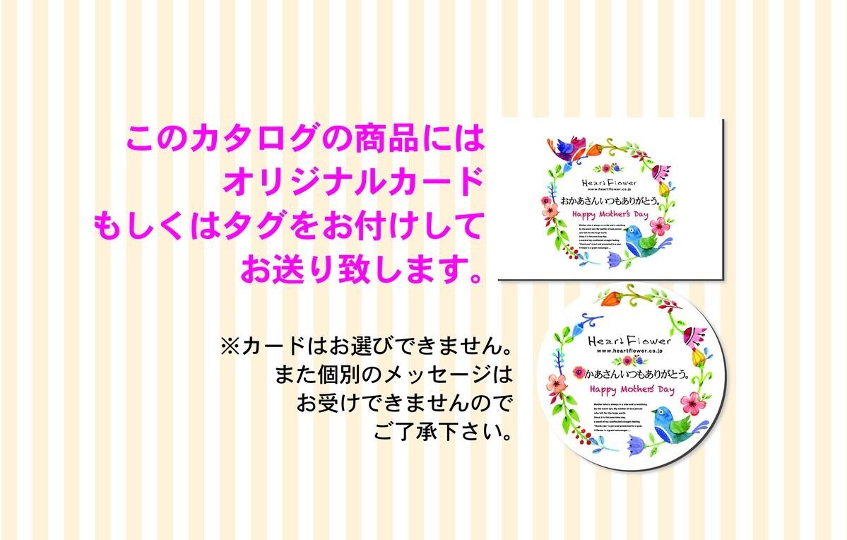 【母の日】あじさい「万華鏡」島根県アジサイ研究会オリジナル