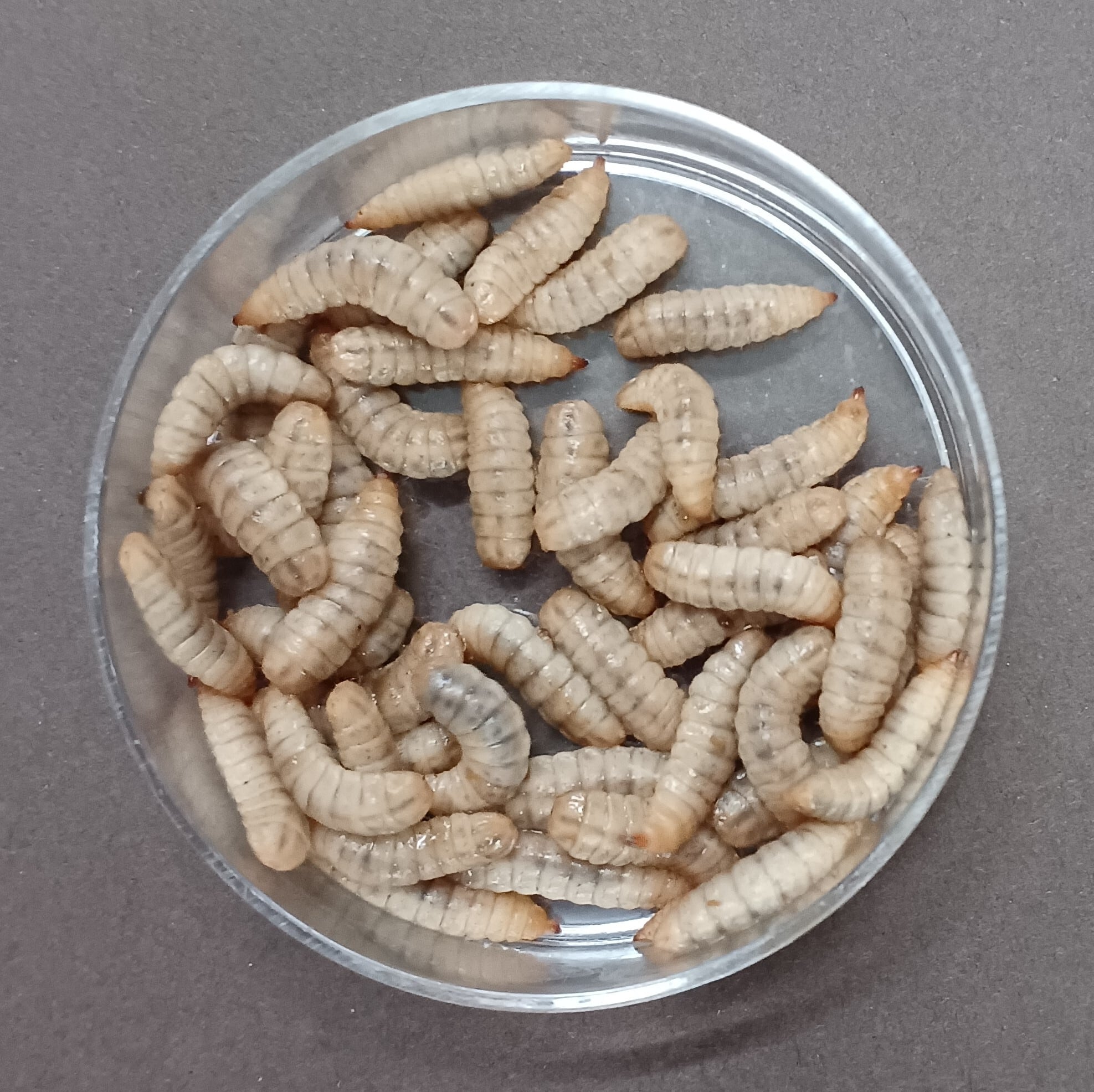 昆虫類・魚・小動物用飼料　乾燥ミズアブＬＬサイズ80g アメリカミズアブの幼虫をまるごと乾燥！栄養たっぷり「バグプレミアム」