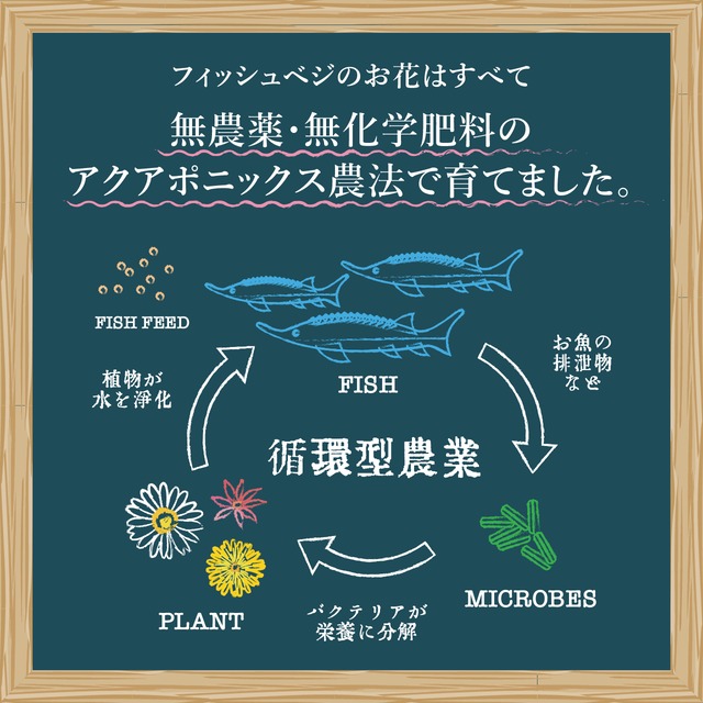 【エディブルフラワー】ビオラ・化学肥料/農薬不使用の安心して食べられるお花　10輪