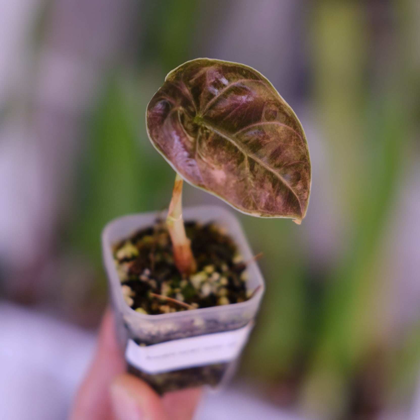 アロカシア アズラニー オーレア│Alocasia azlanii aurea varigated