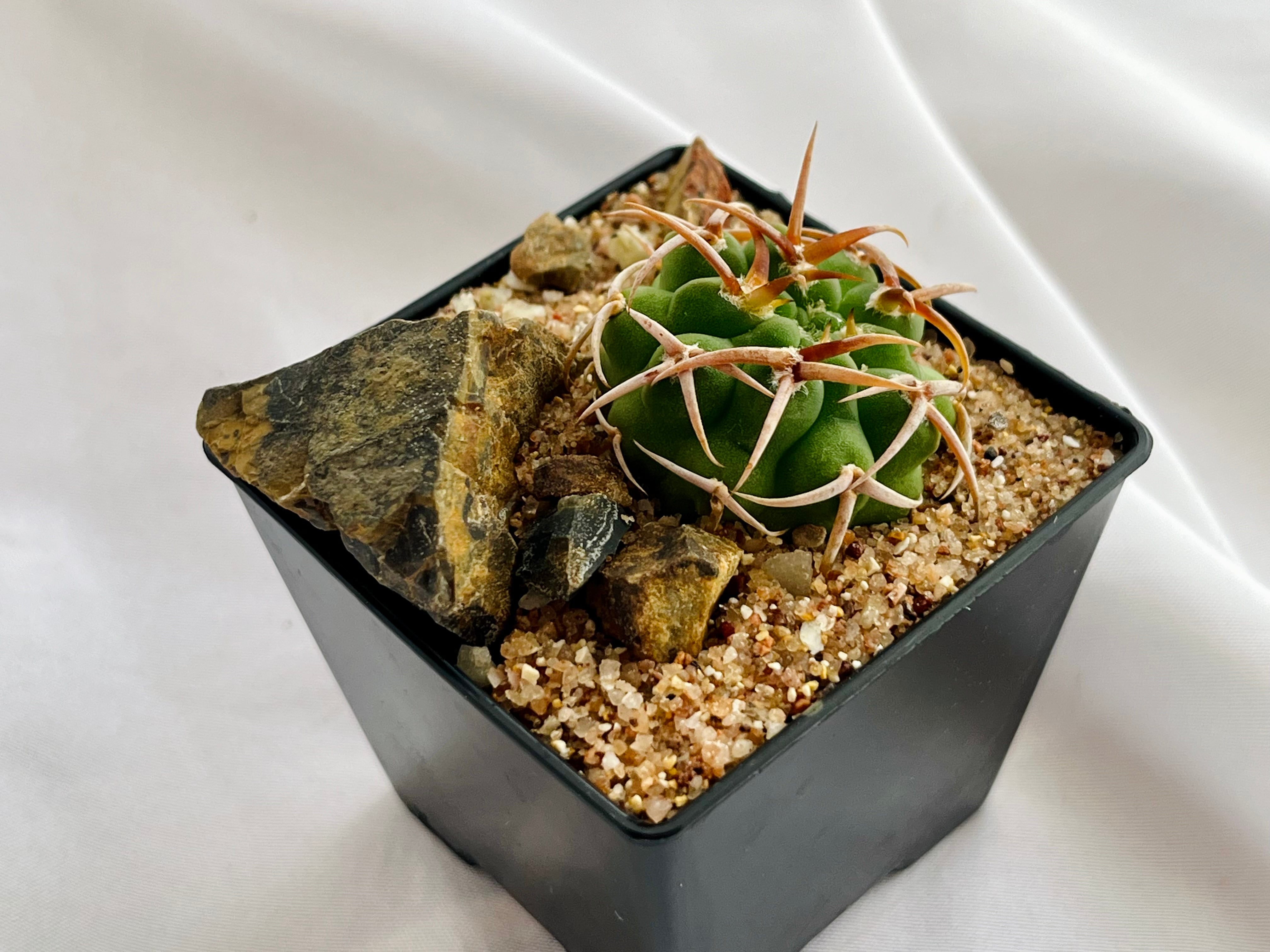Gymnocalycium mostii ssp. ferocior ギムノカリキウム フェロシオール