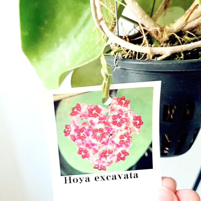 Hoya excavata（ホヤ・エクスカバータ）観葉植物 calm cafe