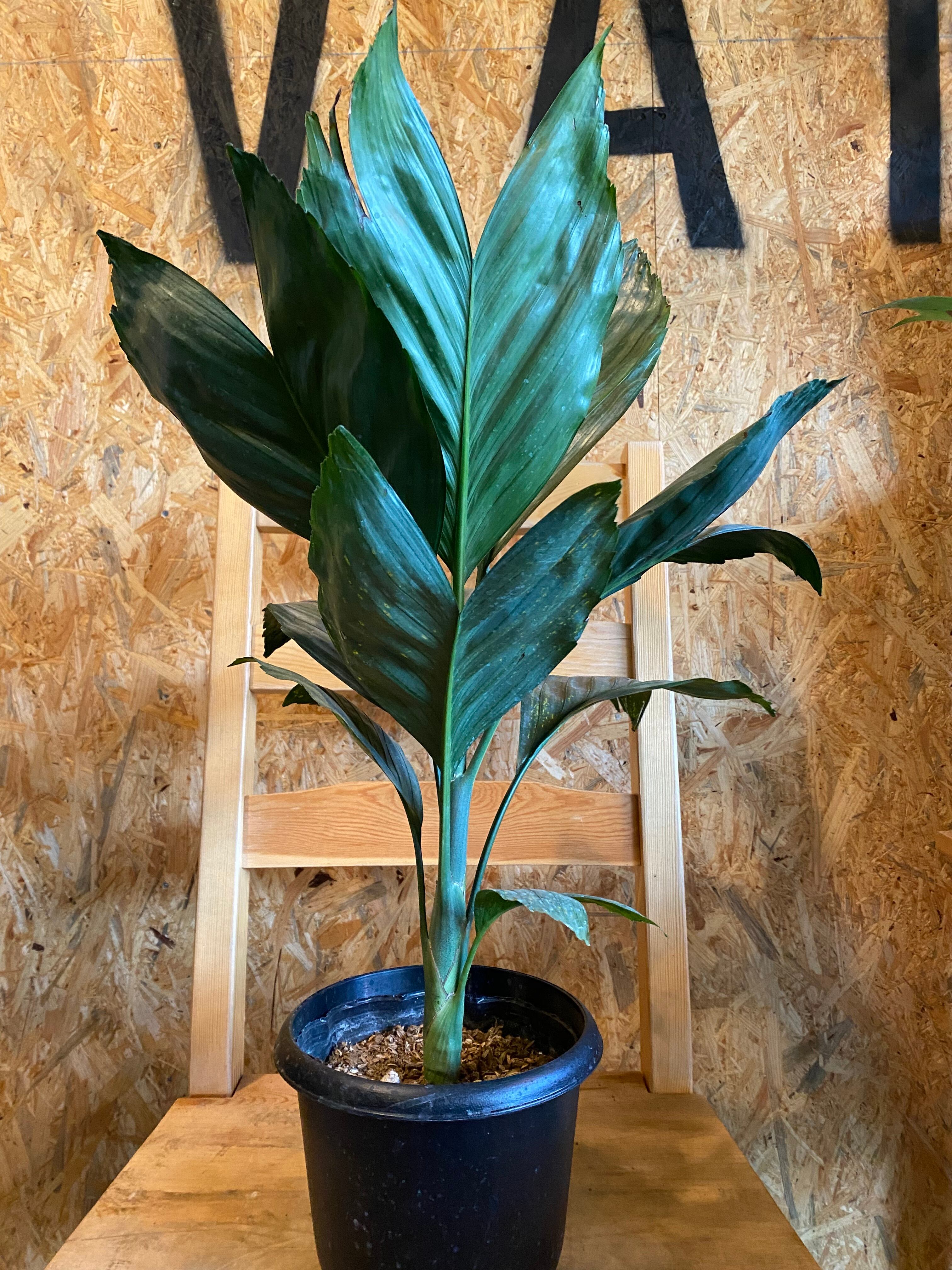 チャメドレア メタリカ H90cm W40cm 口径19cm | Garden Varejo